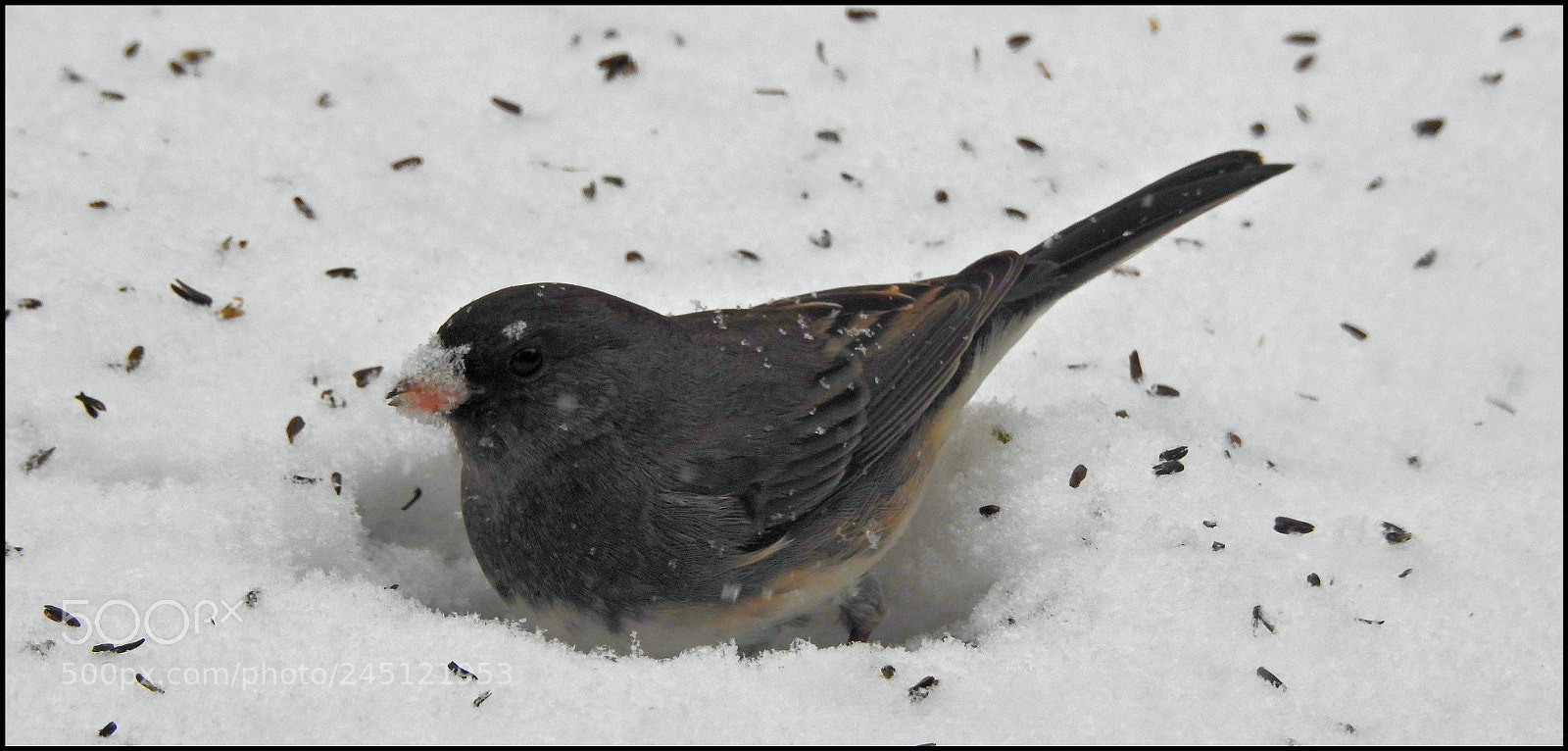 Nikon Coolpix P900 sample photo. Junco digging in snow photography
