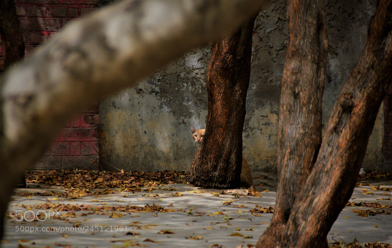 Nikon D3200 sample photo. Untitled photography