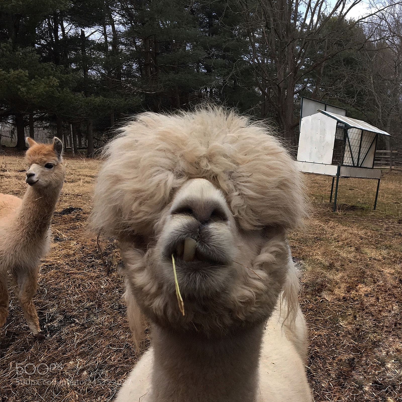 Apple iPhone 6s sample photo. An alpaca farm photography