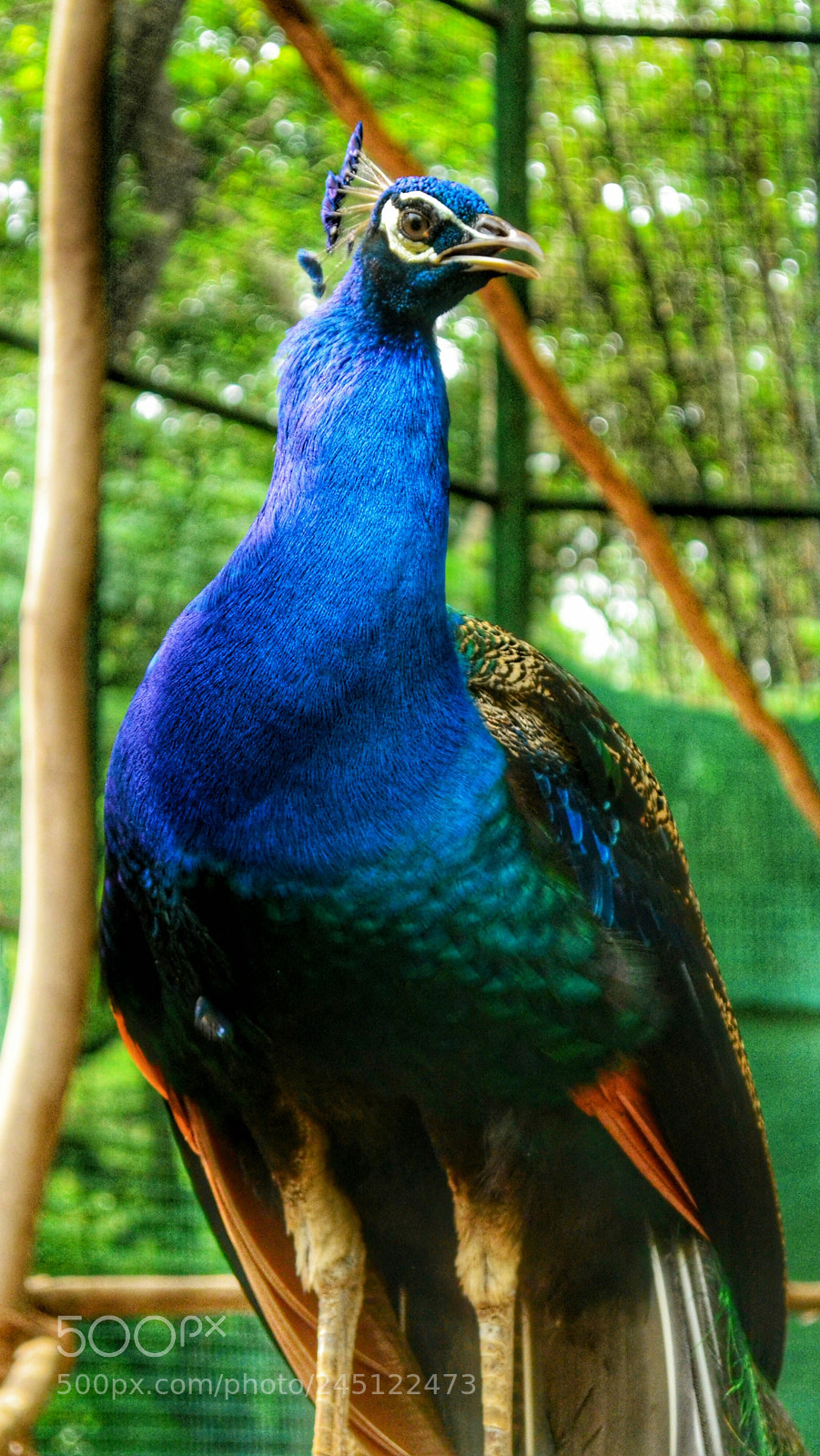 Nikon D3100 sample photo. The peacock photography