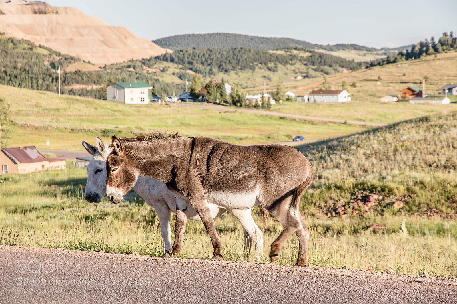 Canon EOS 7D Mark II sample photo. Wild donkeys along in photography
