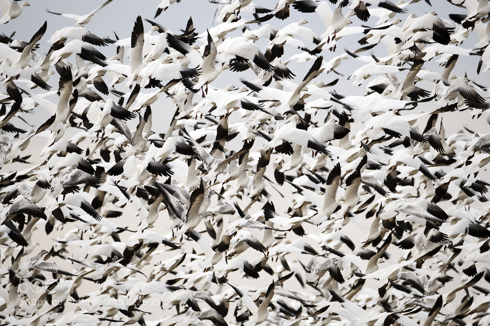 Nikon D850 sample photo. Snow goose blizzard photography