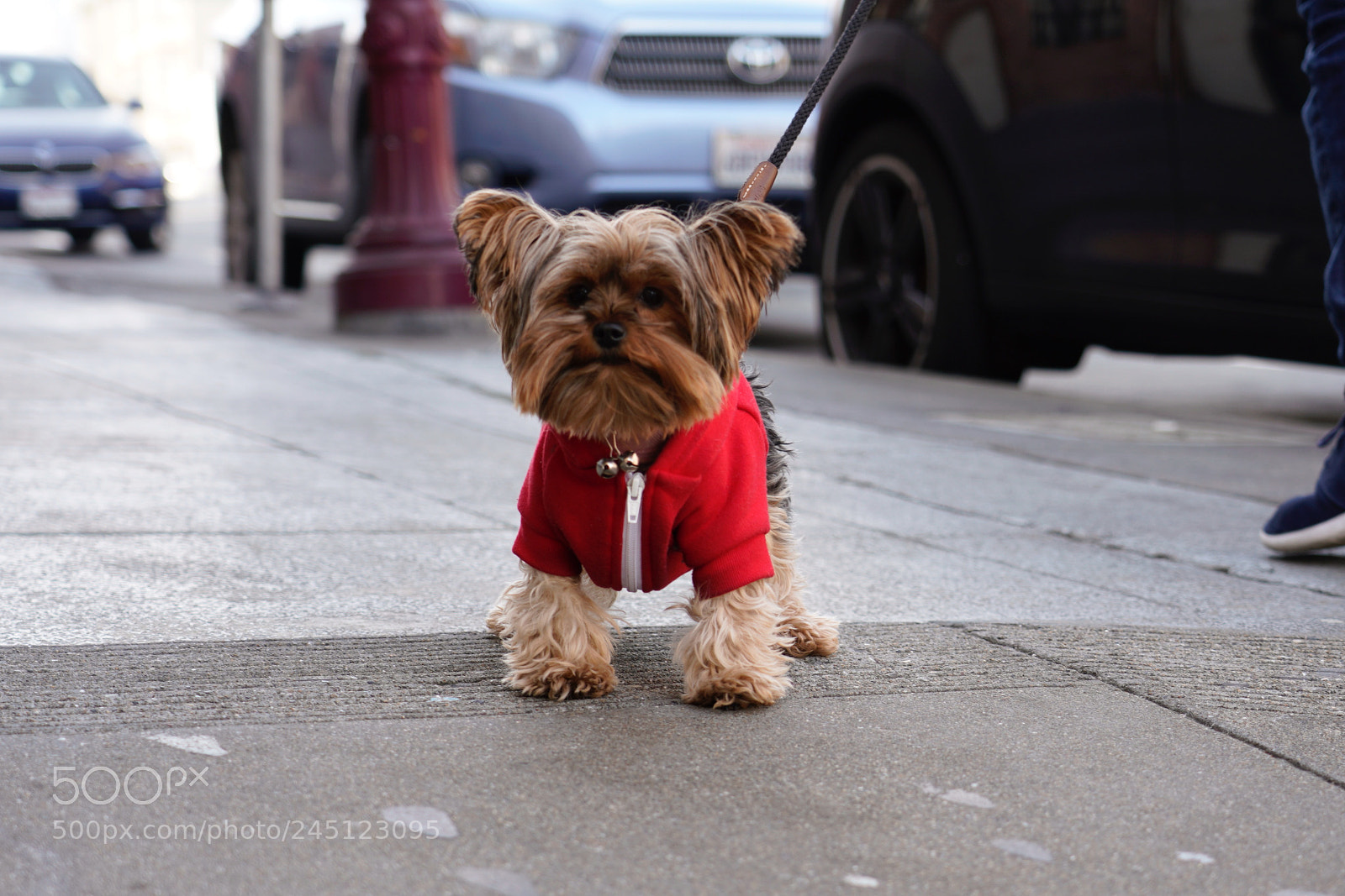 Sony a7R III sample photo. Lil' dude. photography