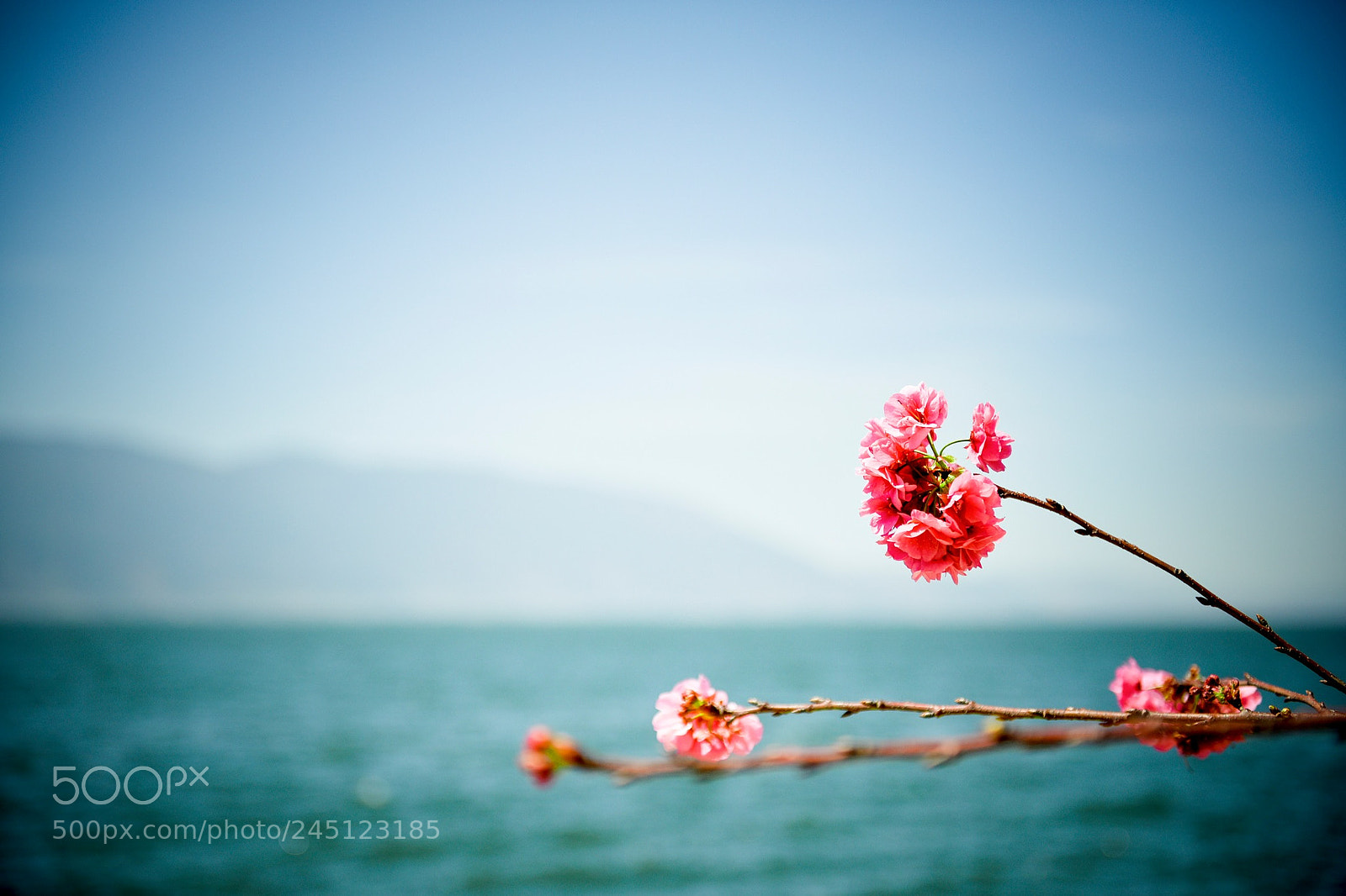 Nikon D810 sample photo. Untitled photography