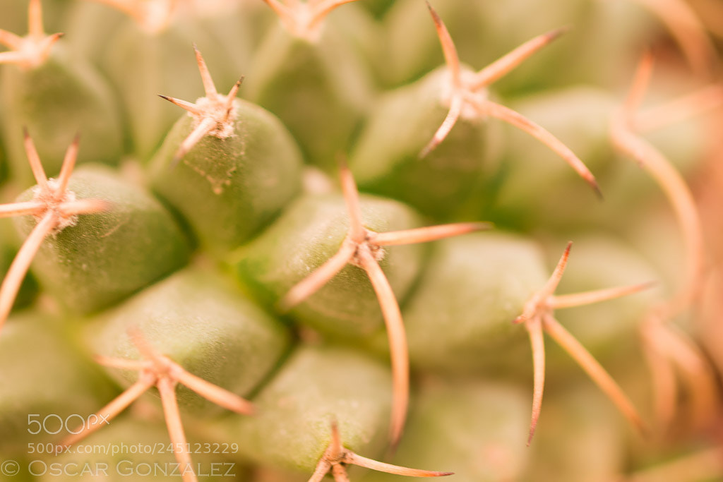 Nikon D3400 sample photo. ¡cactus¡ photography