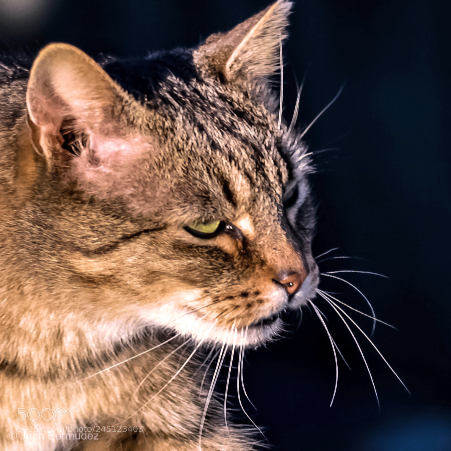 Nikon D5200 sample photo. Cat photography