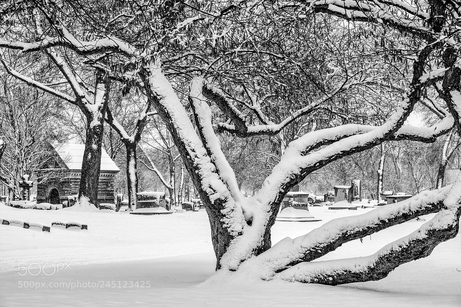 Fujifilm X-T2 sample photo. Elmwood cemetery in winter photography