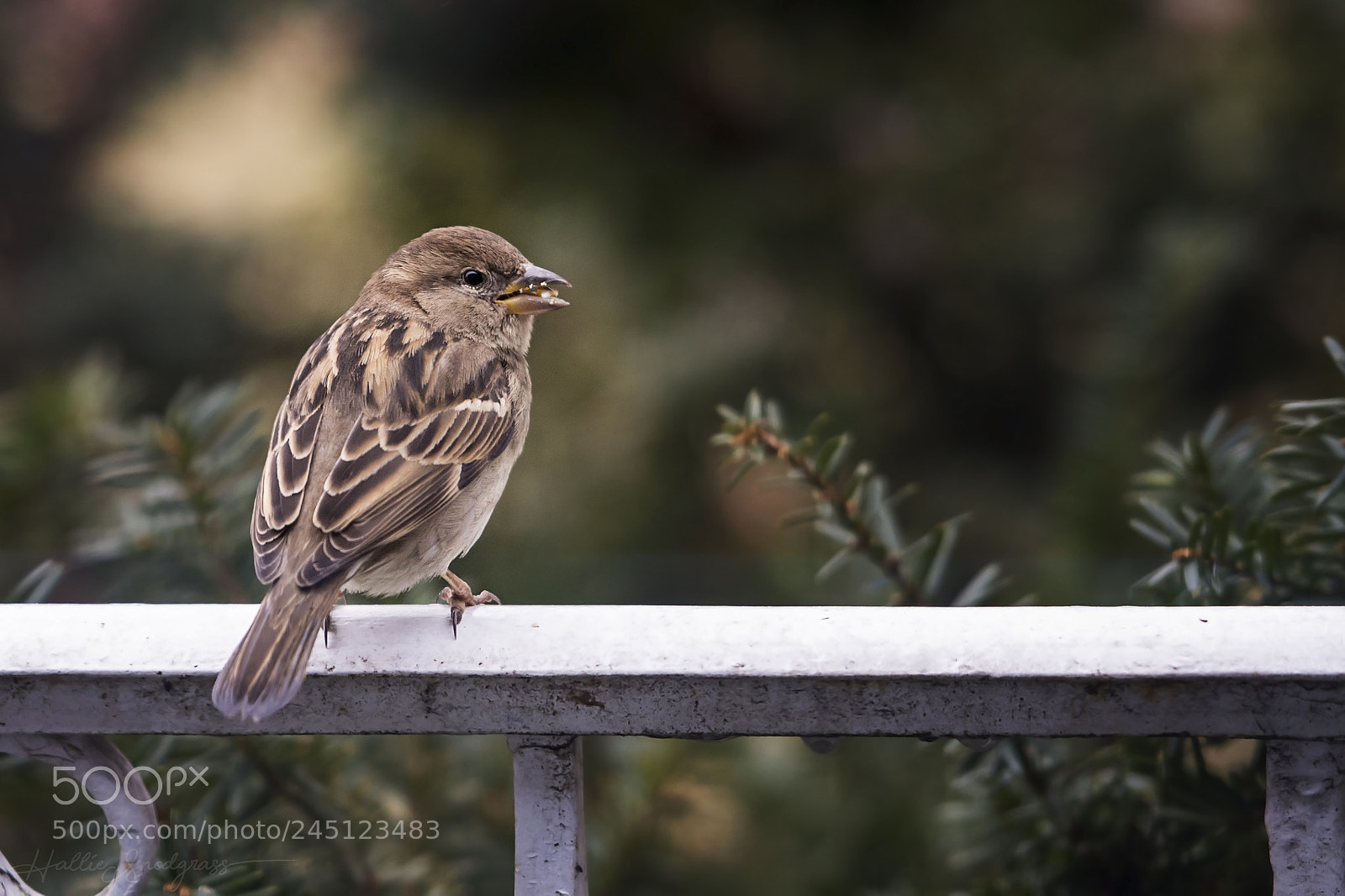Nikon D7100 sample photo. Little bird photography