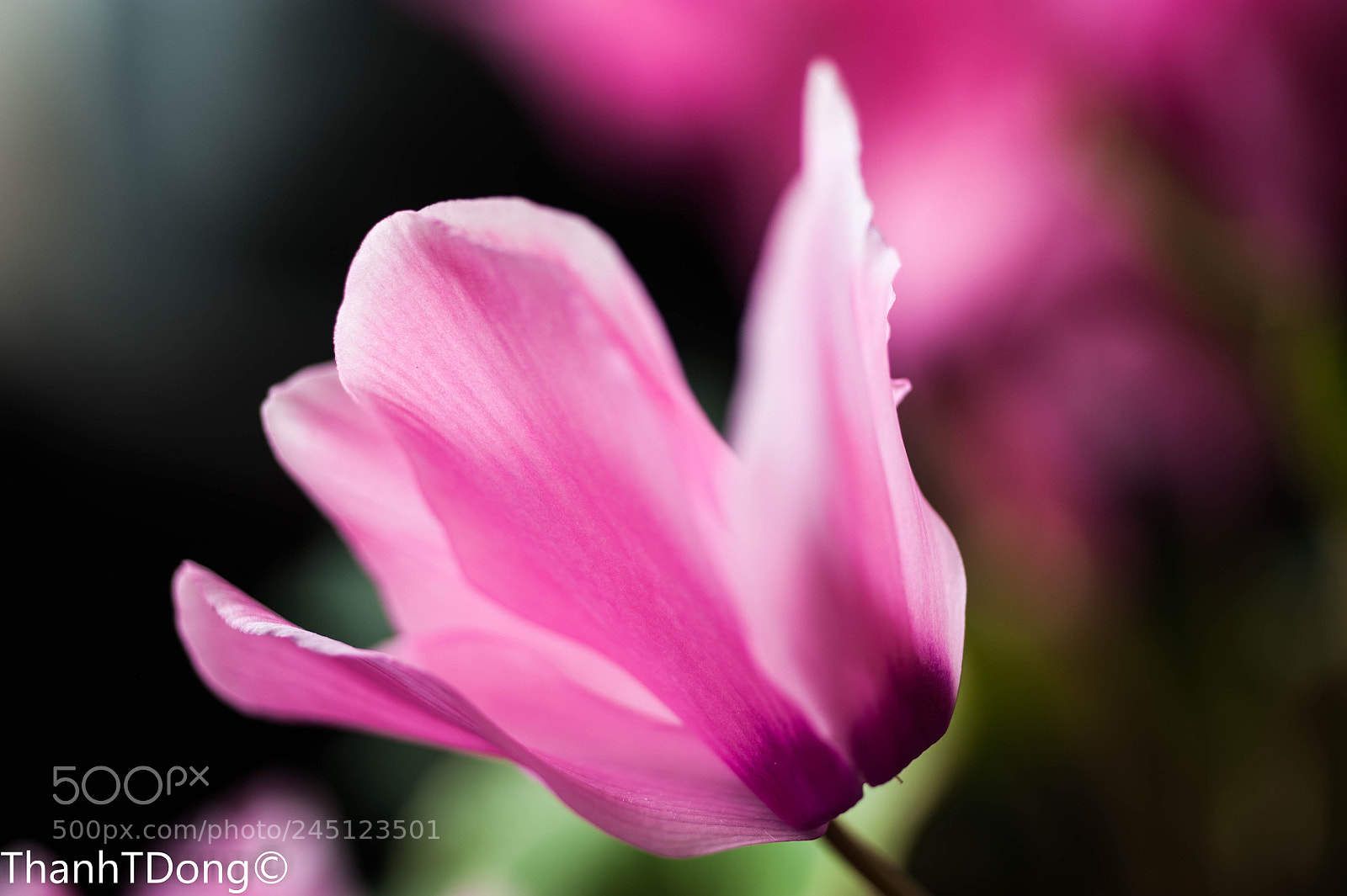 Nikon D700 sample photo. Pink photography