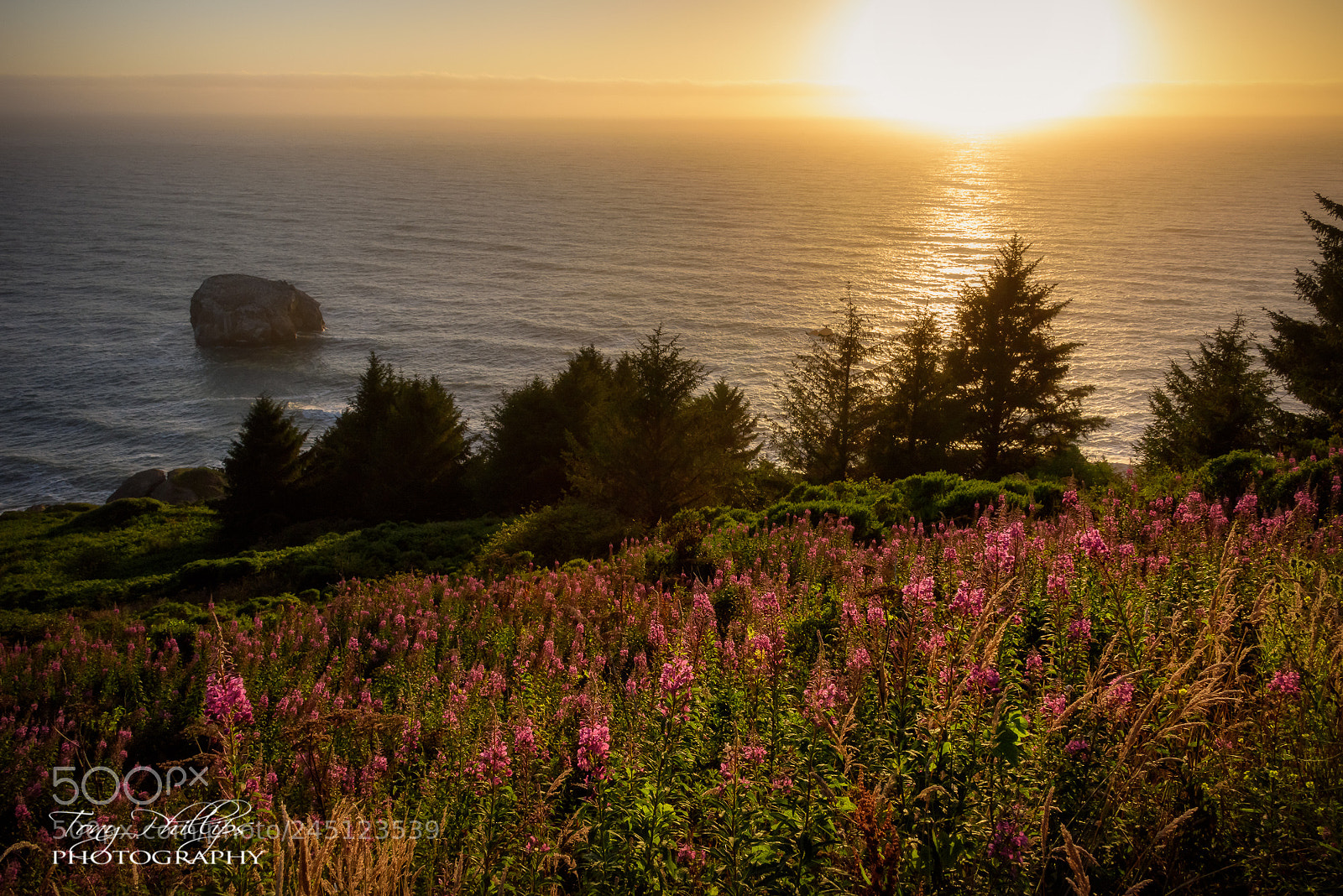 Nikon D810 sample photo. Golden hour flowers photography