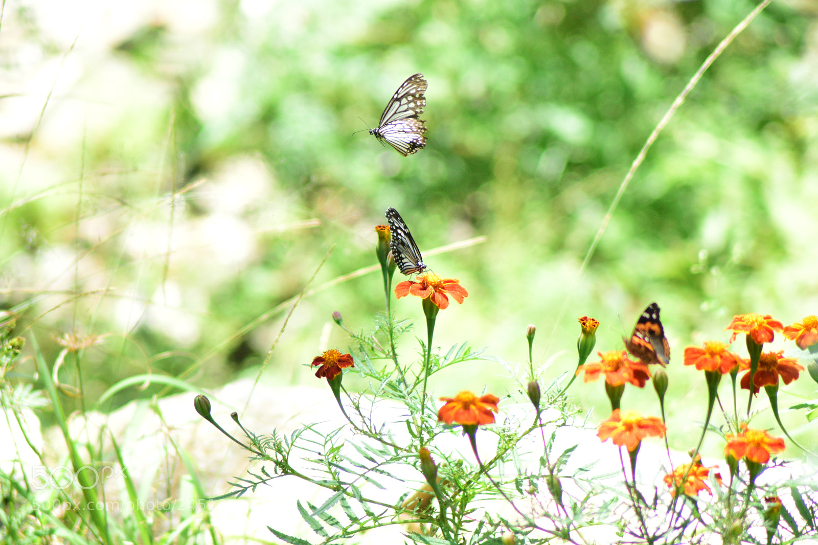 Nikon D5500 sample photo. Flower hop photography