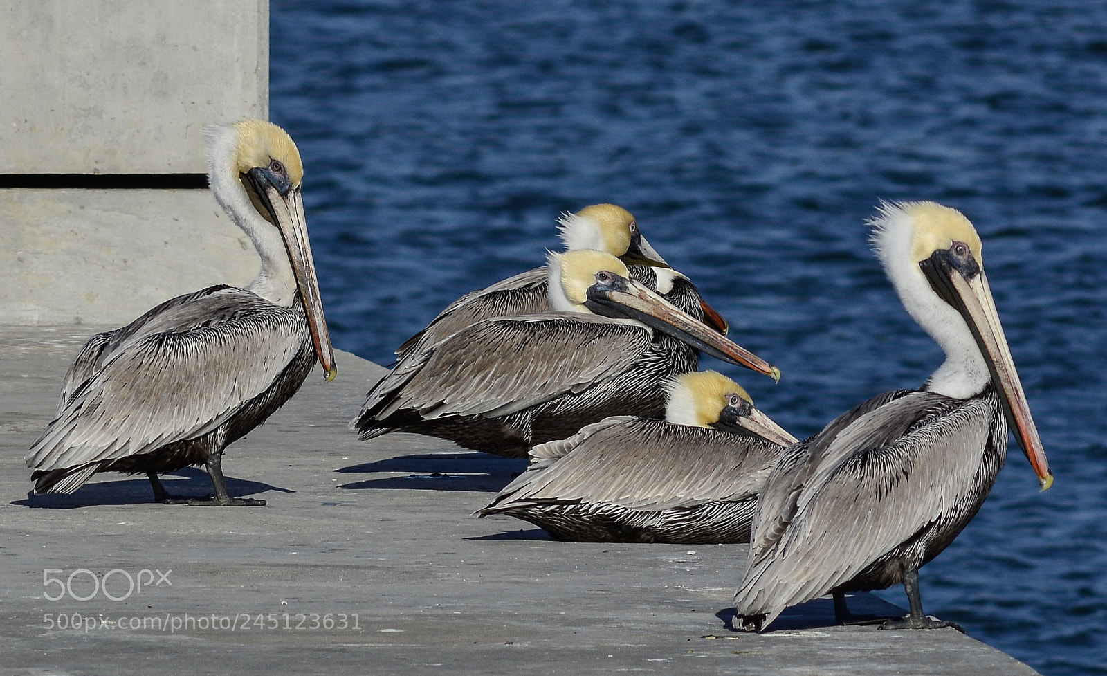 Nikon D7100 sample photo. Brown pelicans photography