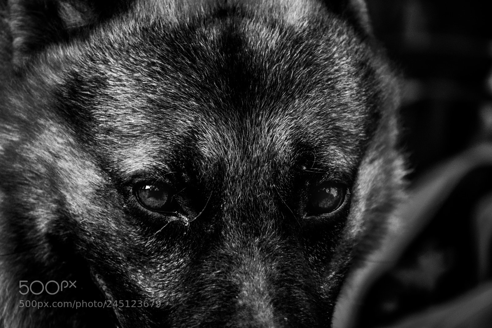 Nikon D3400 sample photo. Schäferhund photography
