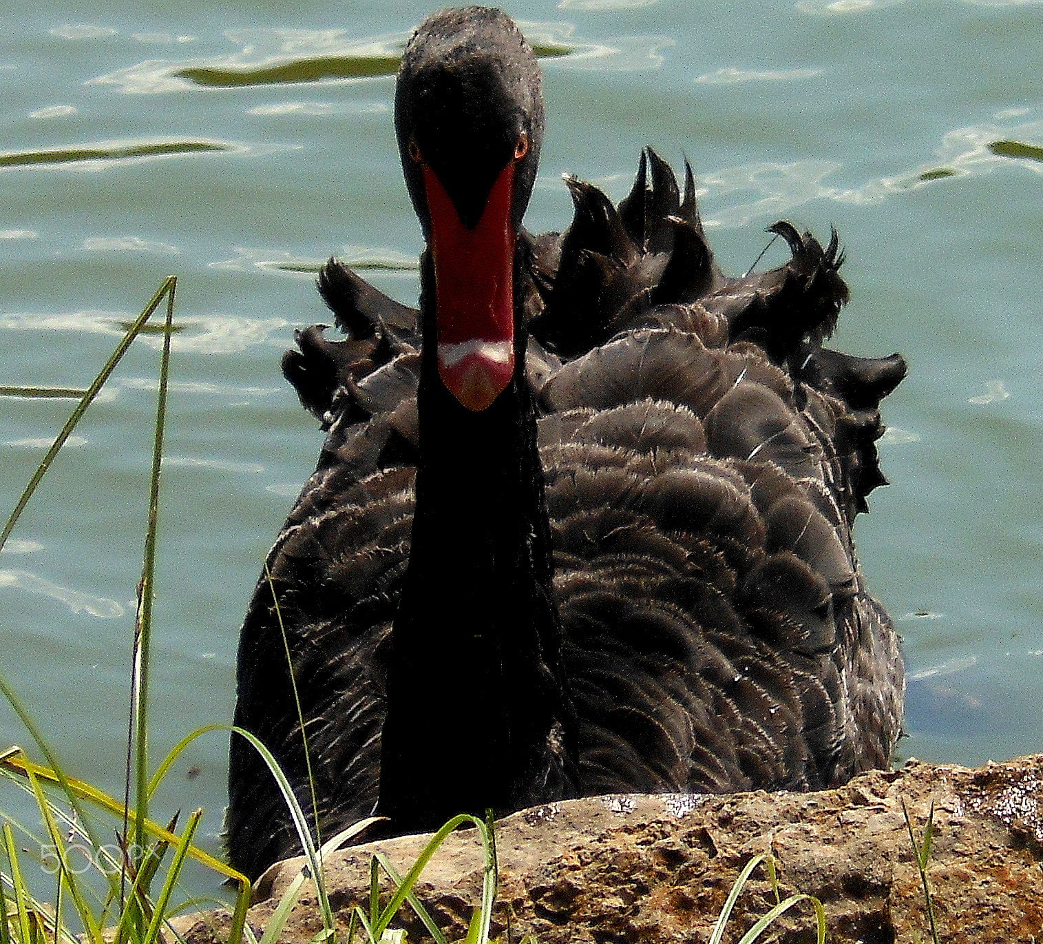 Nikon Coolpix S6100 sample photo. Black swan photography