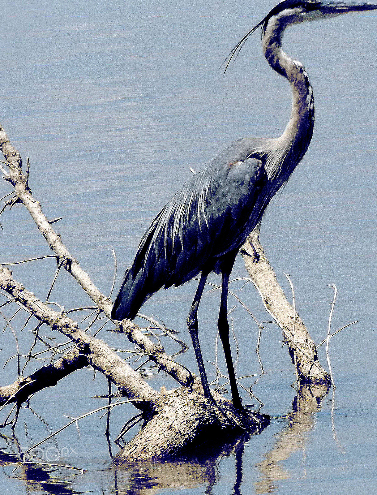 Fujifilm FinePix S8600 sample photo. Blue heron (northern) photography