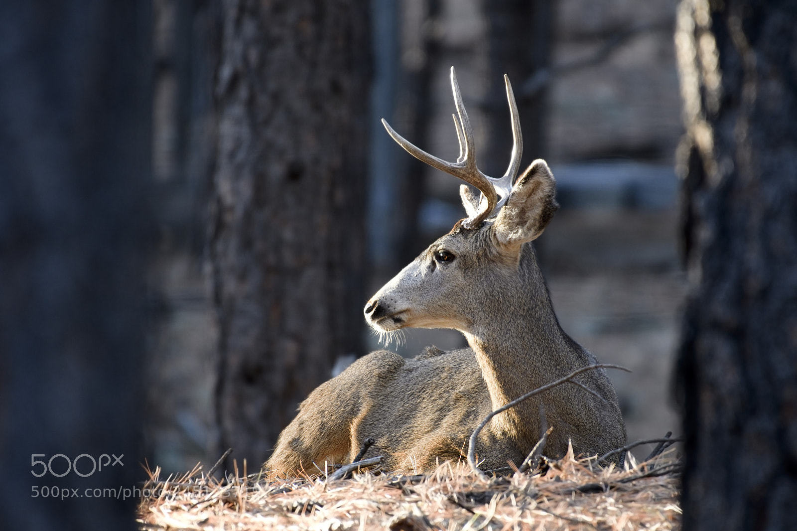 Nikon D500 sample photo. Mule deer buck enjoying photography