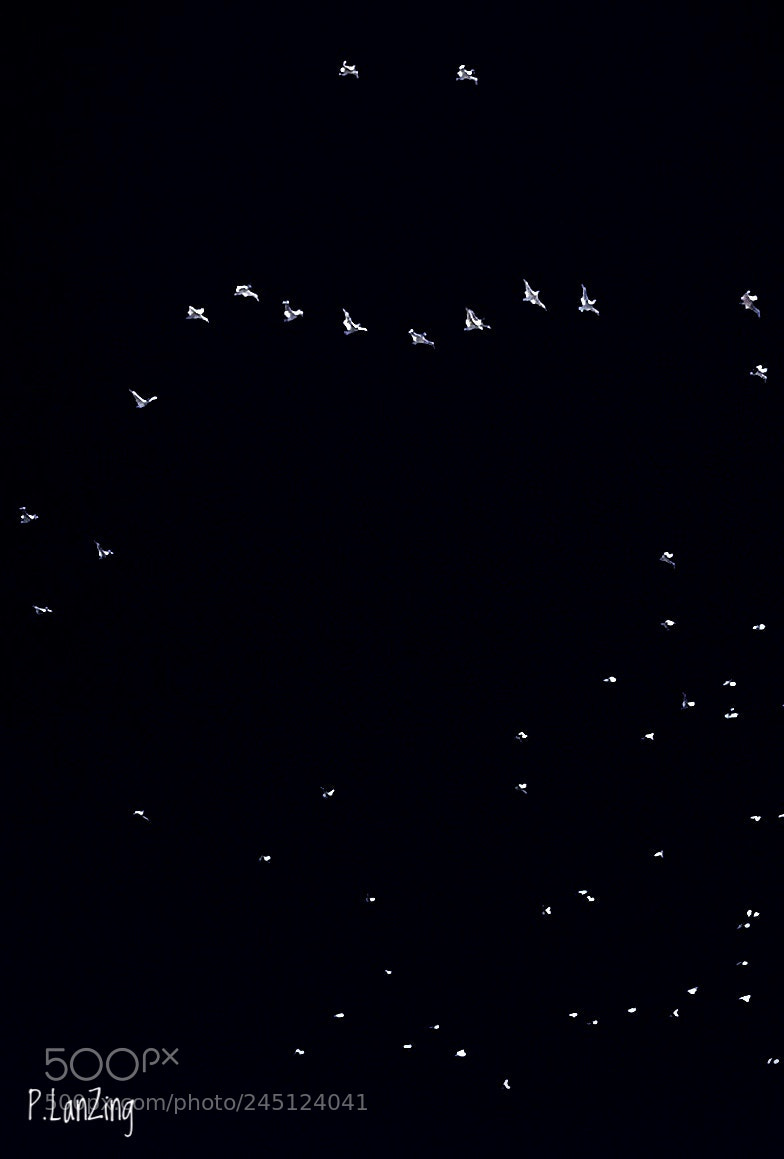 Apple iPhone 6 sample photo. Bird pattern photography
