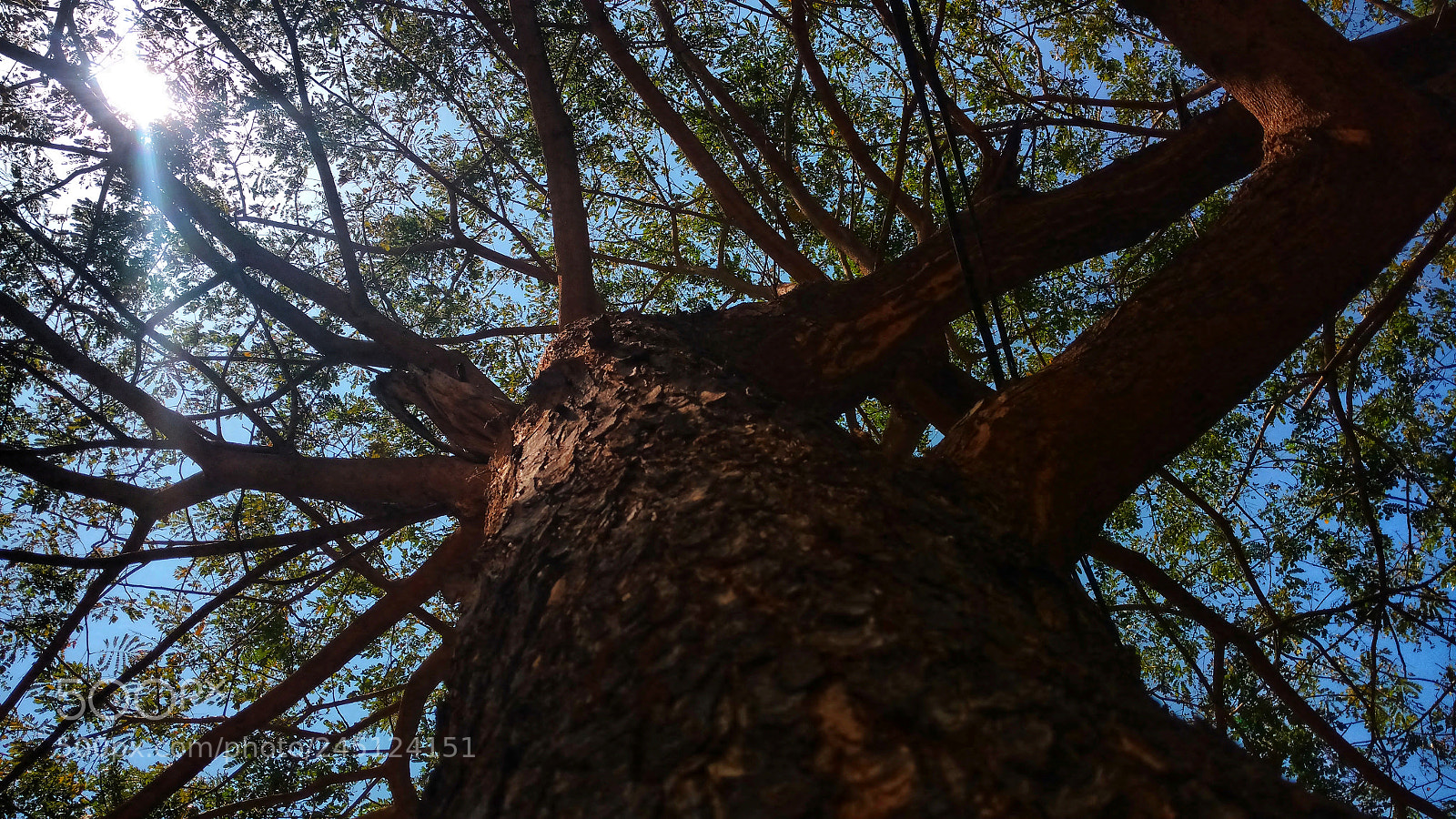 Motorola Moto X Play sample photo. Big tree photography
