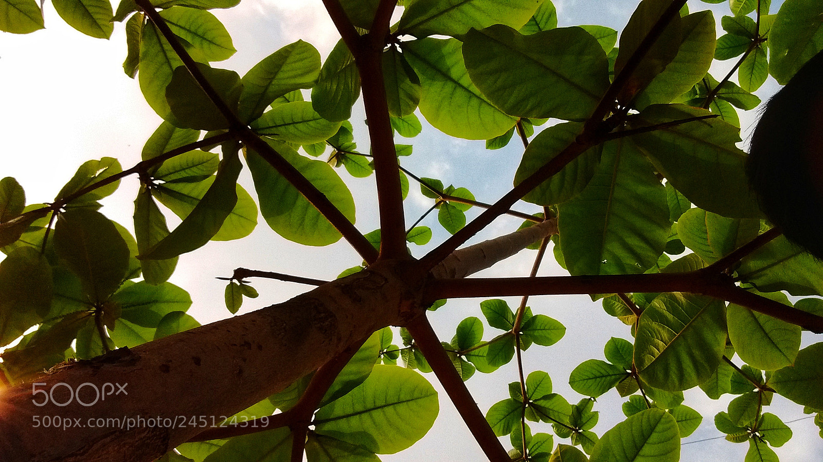 Motorola Moto X Play sample photo. Green leaf photography
