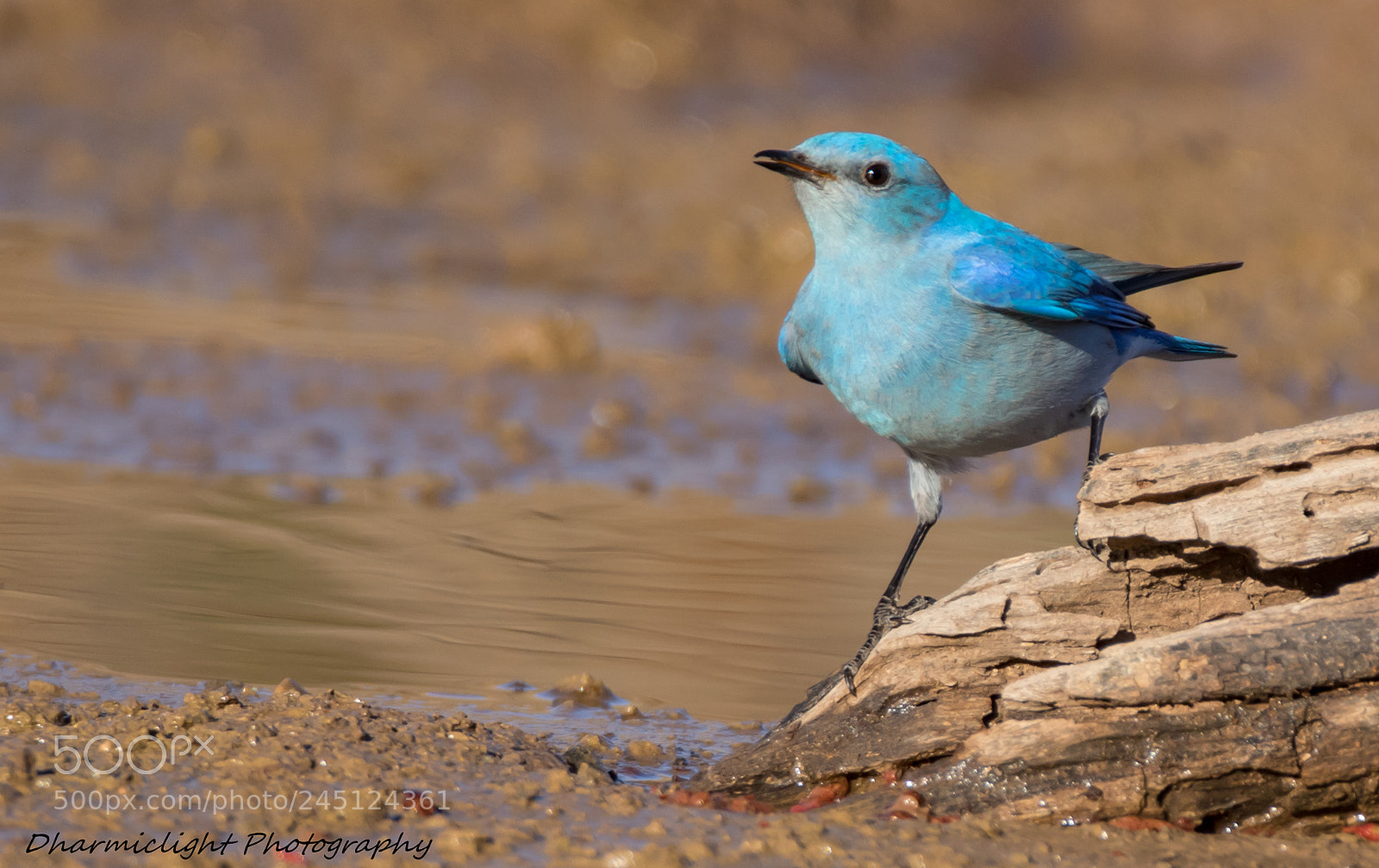 Canon EOS 7D Mark II sample photo. Mountain bluebird photography