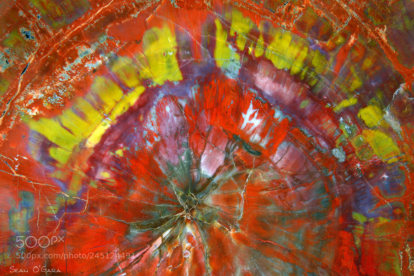 Canon EOS 5D sample photo. Petrified wood, arizona photography