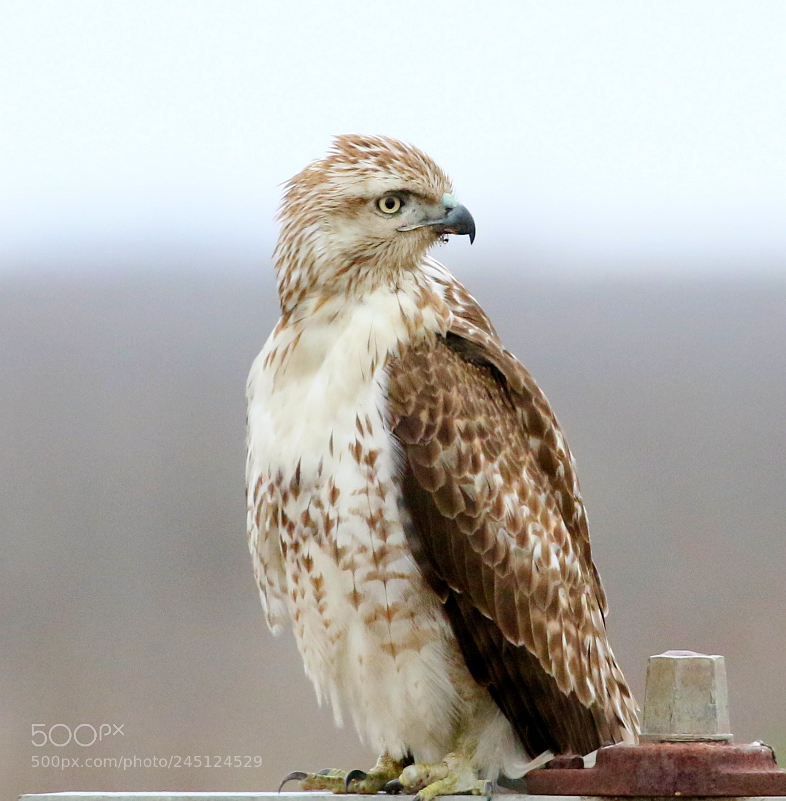 Canon EOS 7D Mark II sample photo. Red tailed hawk photography