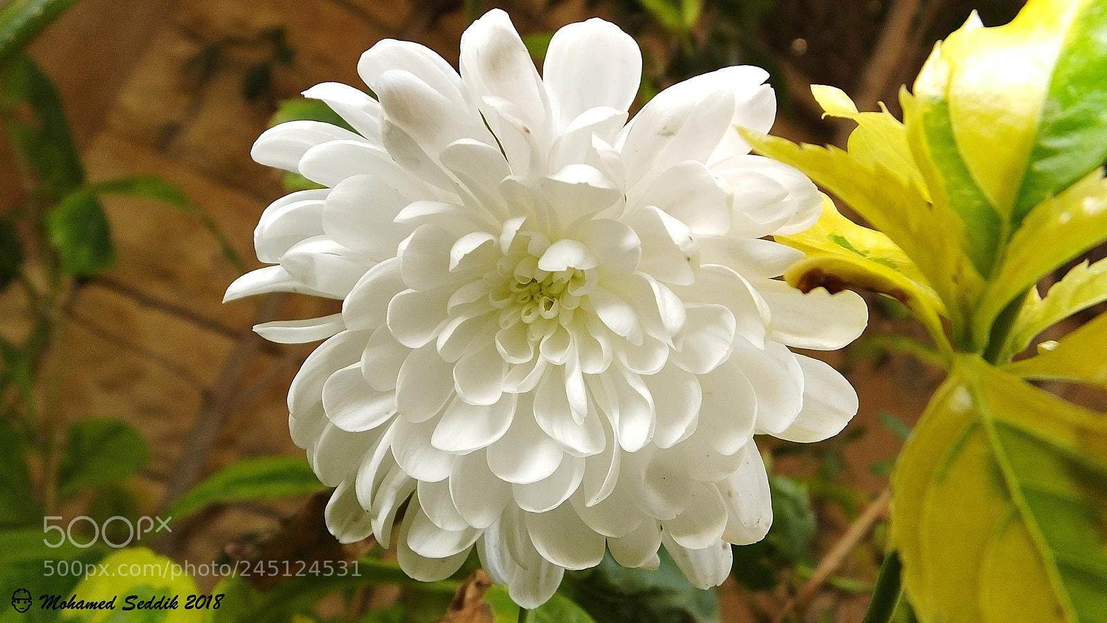 Fujifilm FinePix HS50 EXR sample photo. Happy white photography