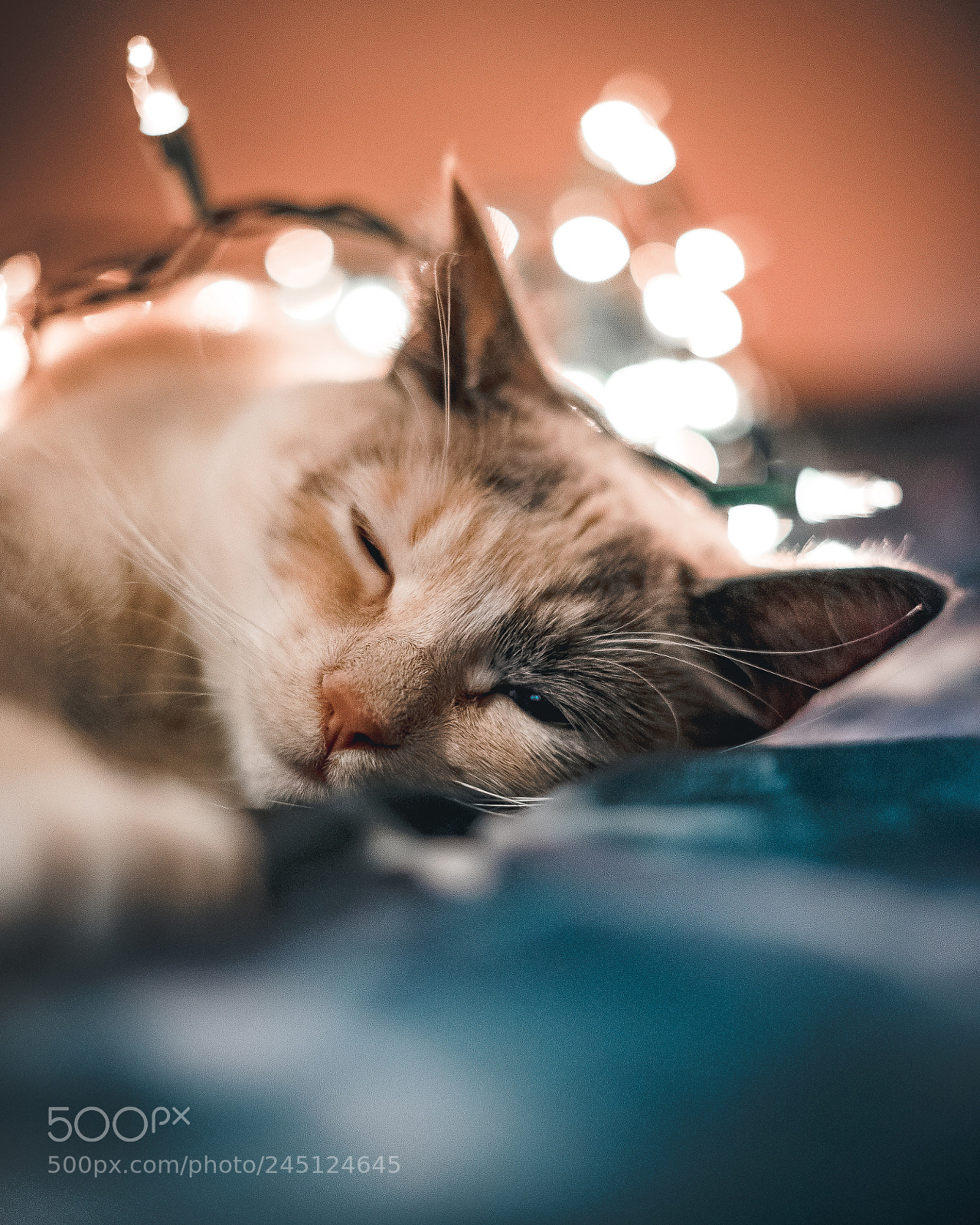 Sony a7 II sample photo. Bailey boop. photography