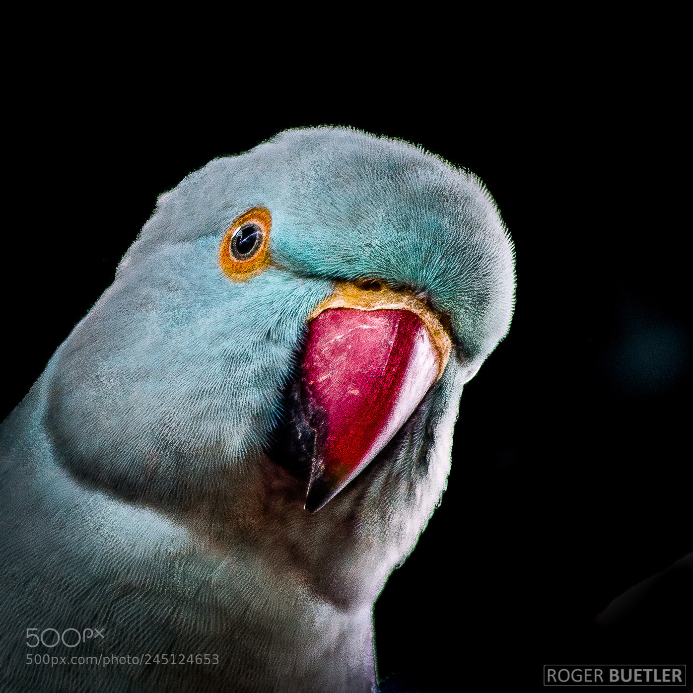 Nikon D5100 sample photo. Visit bird park in photography