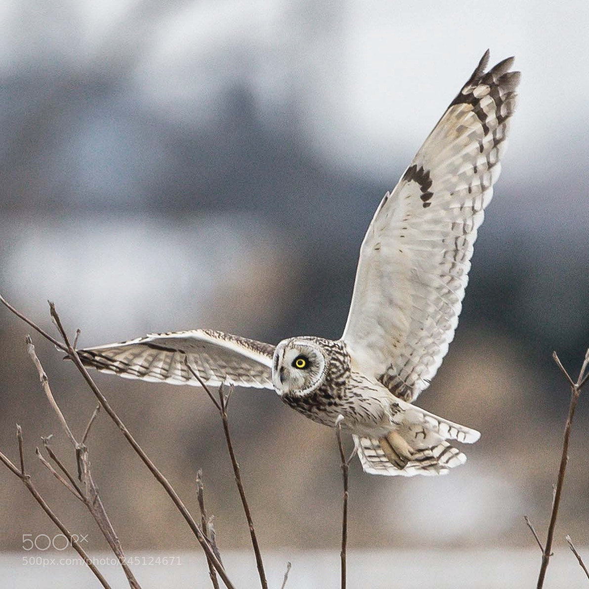 Canon EOS-1D X sample photo. Short-eared owl photography