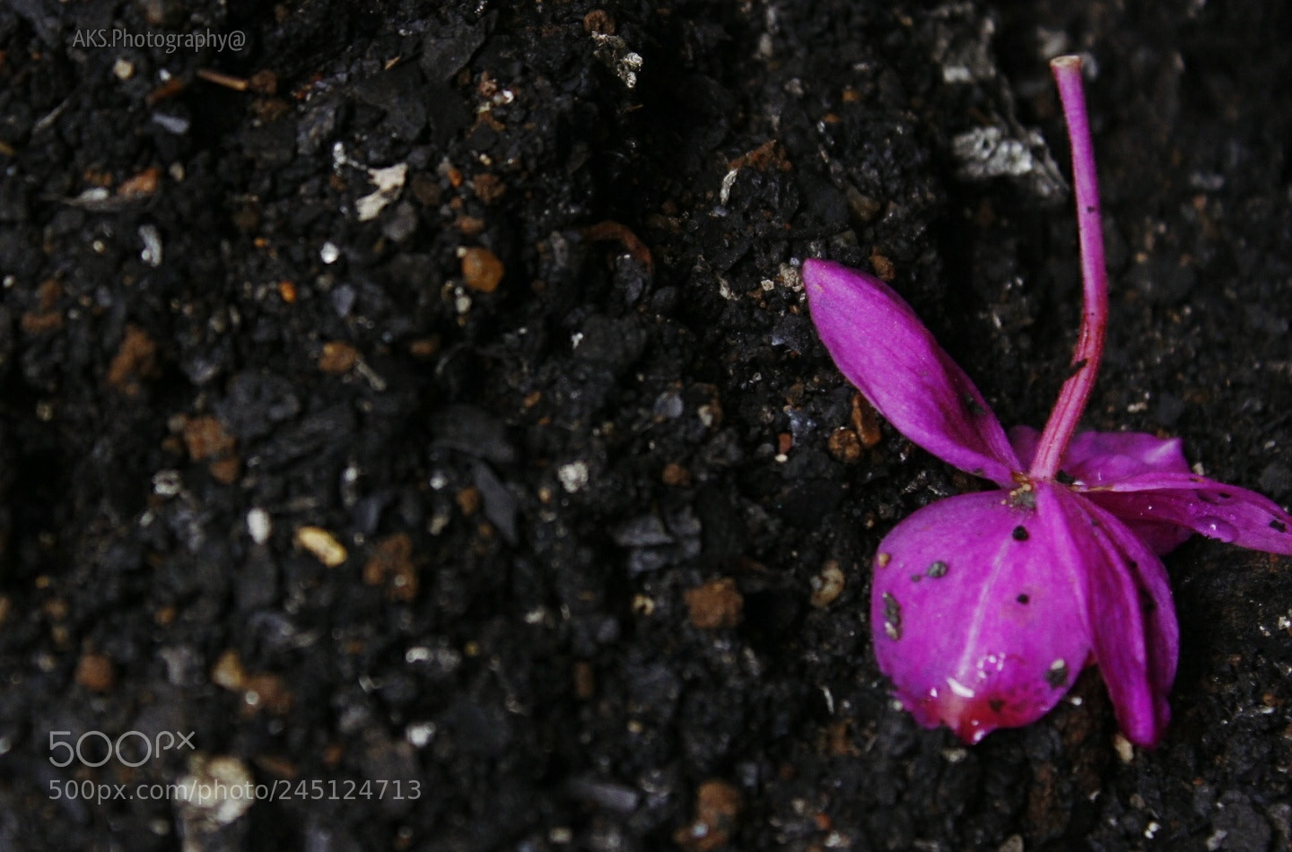 Canon EOS 1300D (EOS Rebel T6 / EOS Kiss X80) sample photo. Flower on the soil. photography