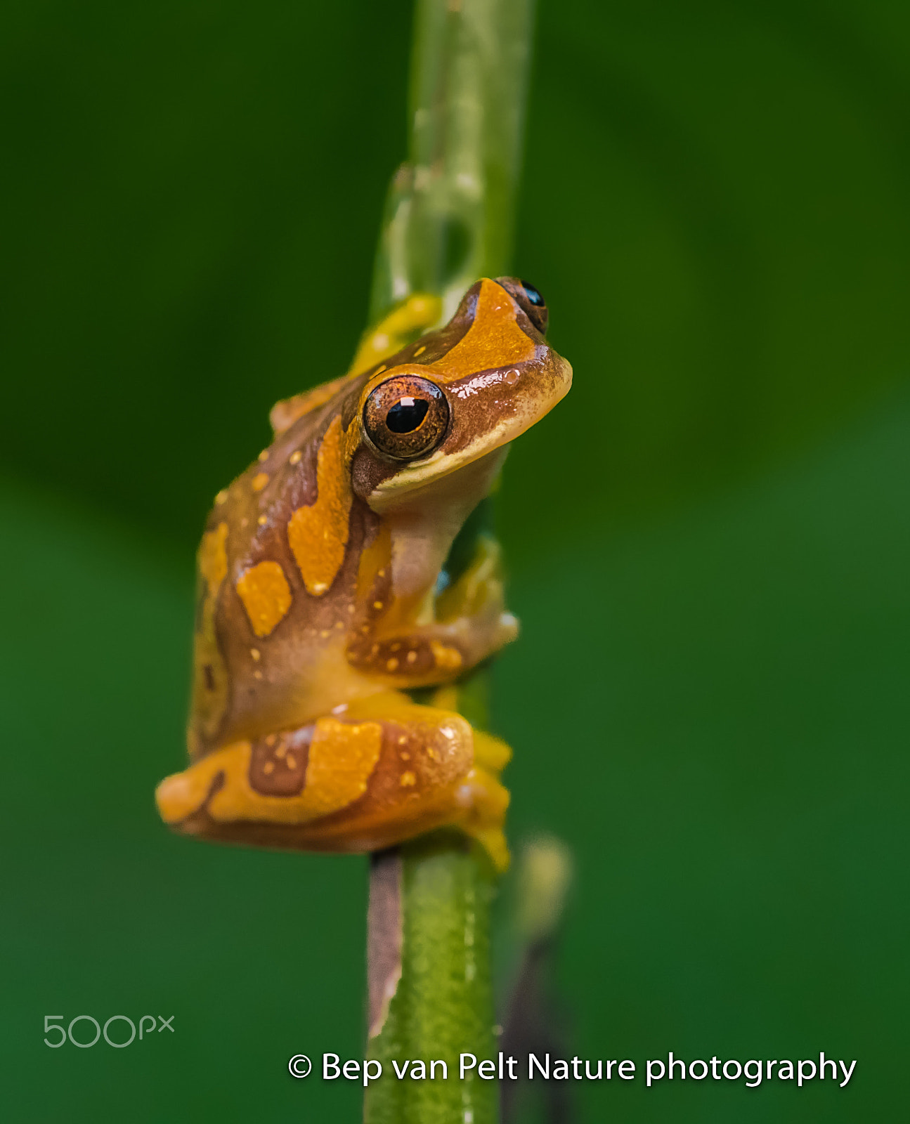 Sigma 50mm F2.8 EX DG Macro sample photo. Climbing champion photography