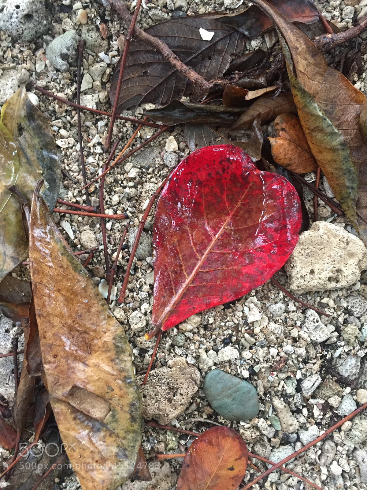 Apple iPhone 6 sample photo. Img photography