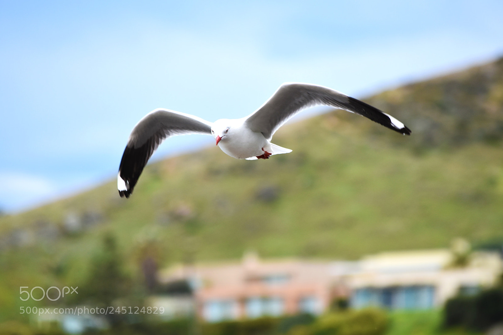 Nikon D5600 sample photo. Seagull mid flight photography