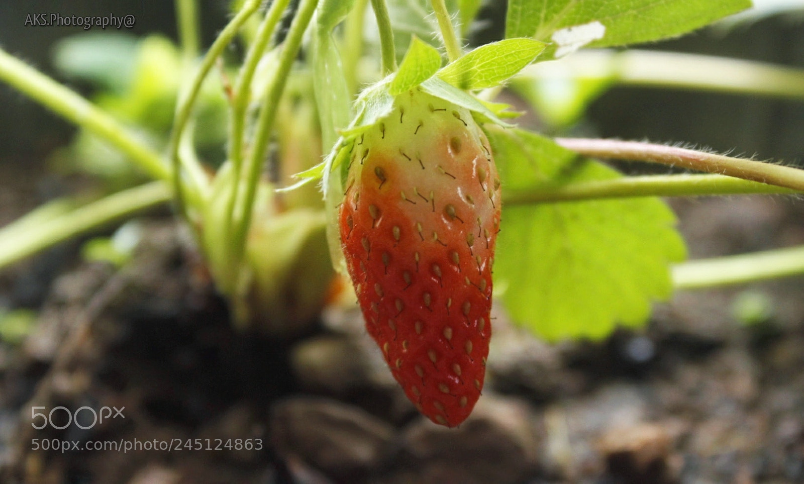 Canon EOS 1300D (EOS Rebel T6 / EOS Kiss X80) sample photo. Strawberry photography