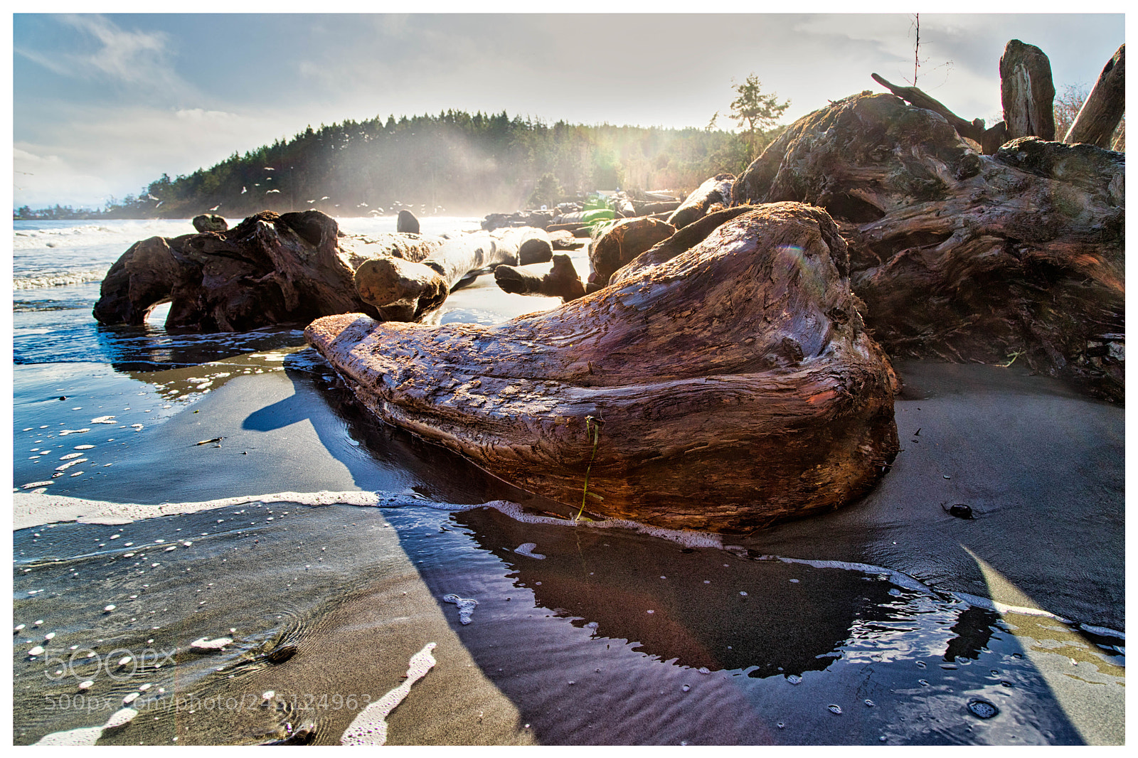Canon EOS 6D Mark II sample photo. Canadian driftwood photography