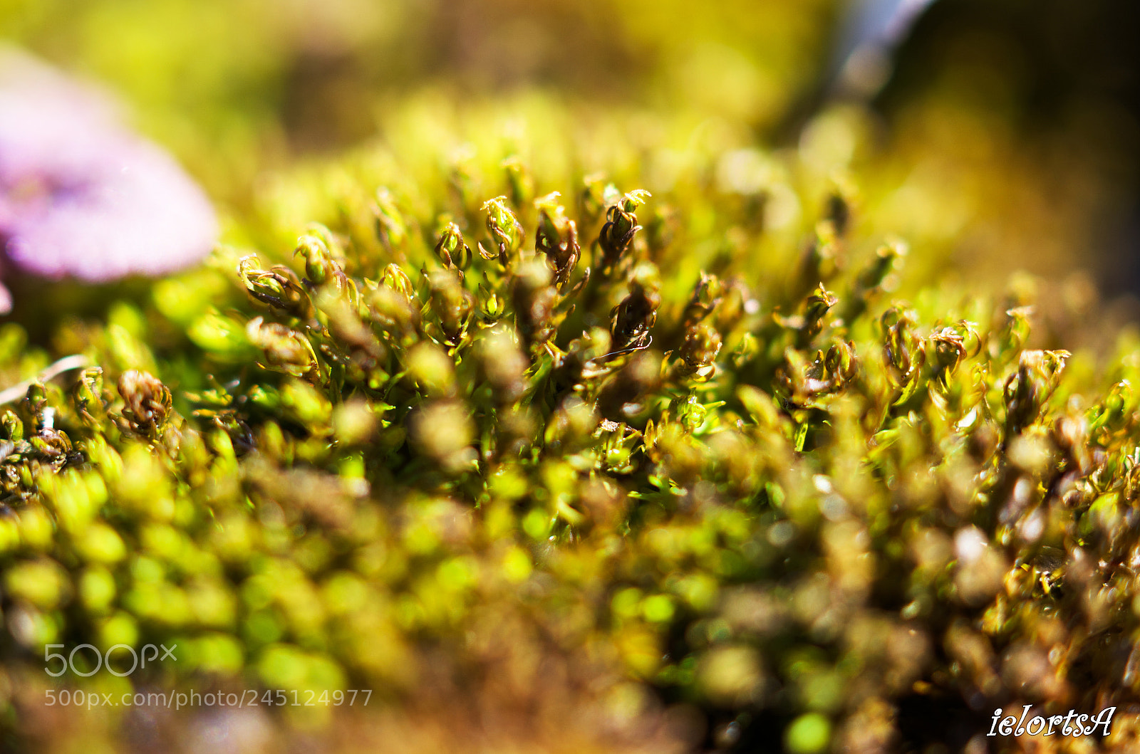 Pentax K-5 sample photo. Spring photography