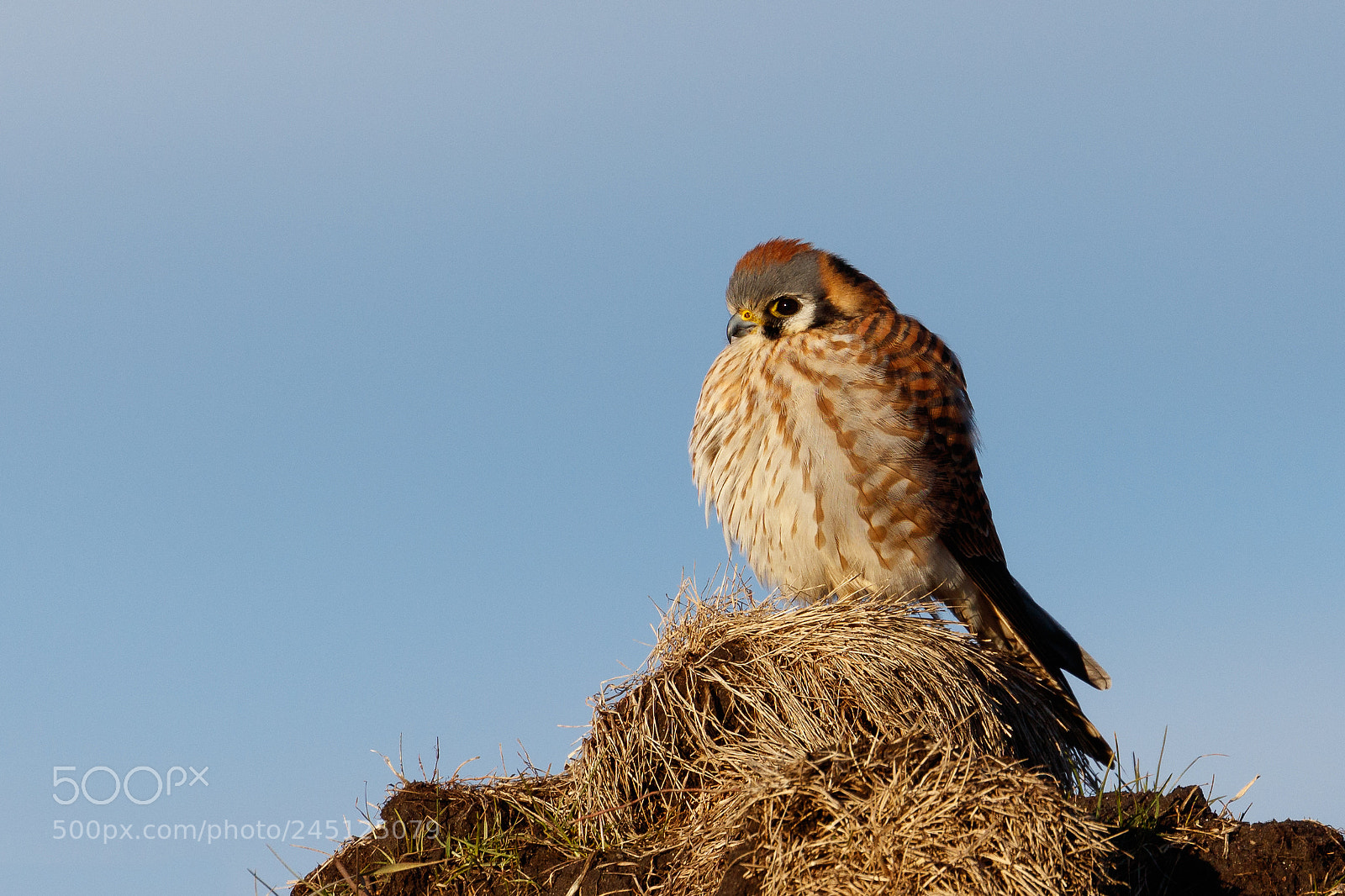 Canon EOS 5DS R sample photo. Queen of the hill photography