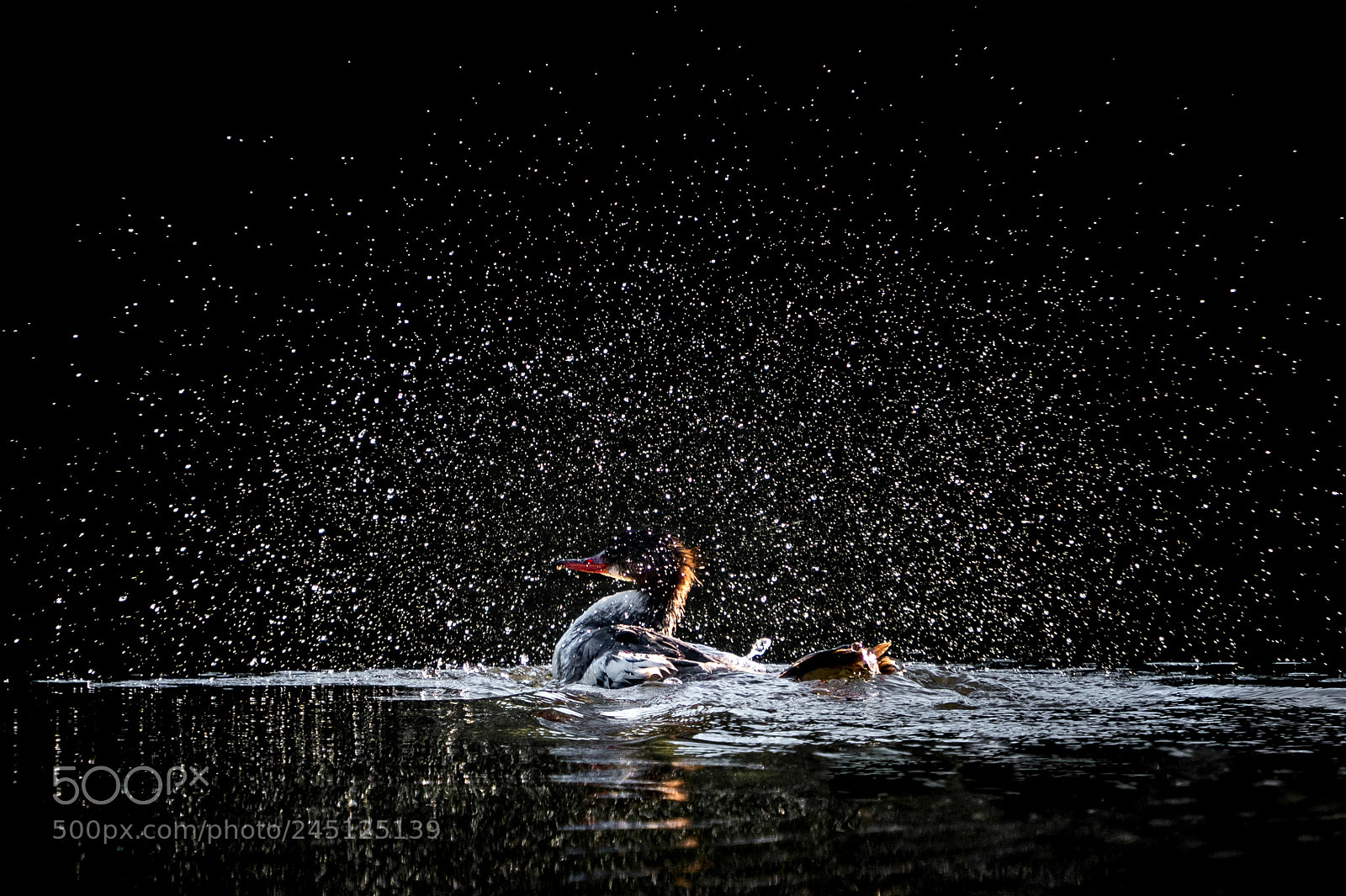 Sony a9 sample photo. Bathing hooded merganser photography