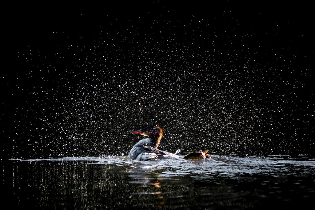 Bathing Hooded Merganser by Abeselom Zerit on 500px.com