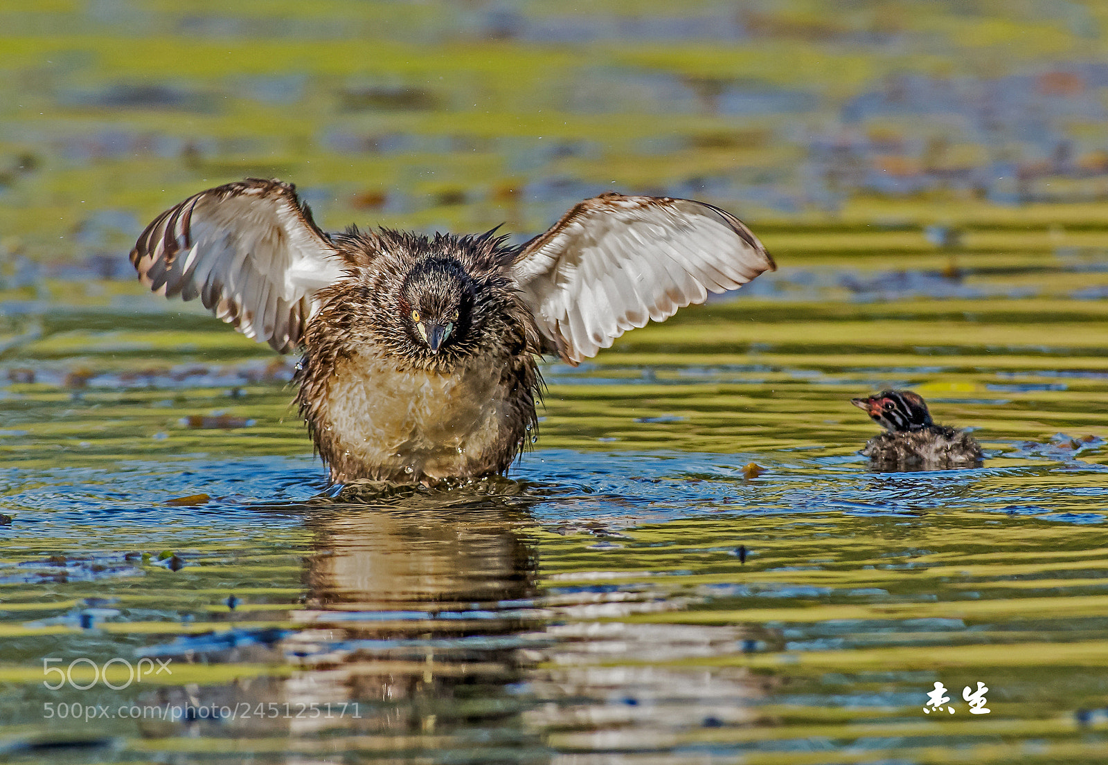 Nikon D5 sample photo. 小鸊鷈 little grebe photography