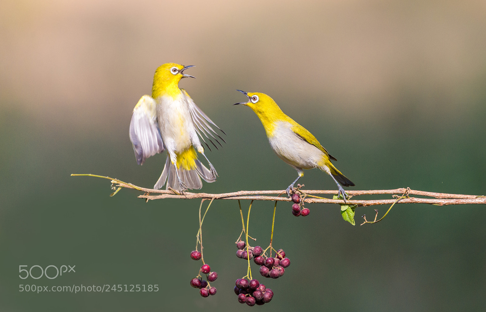Nikon D610 sample photo. Oriental white eyes photography