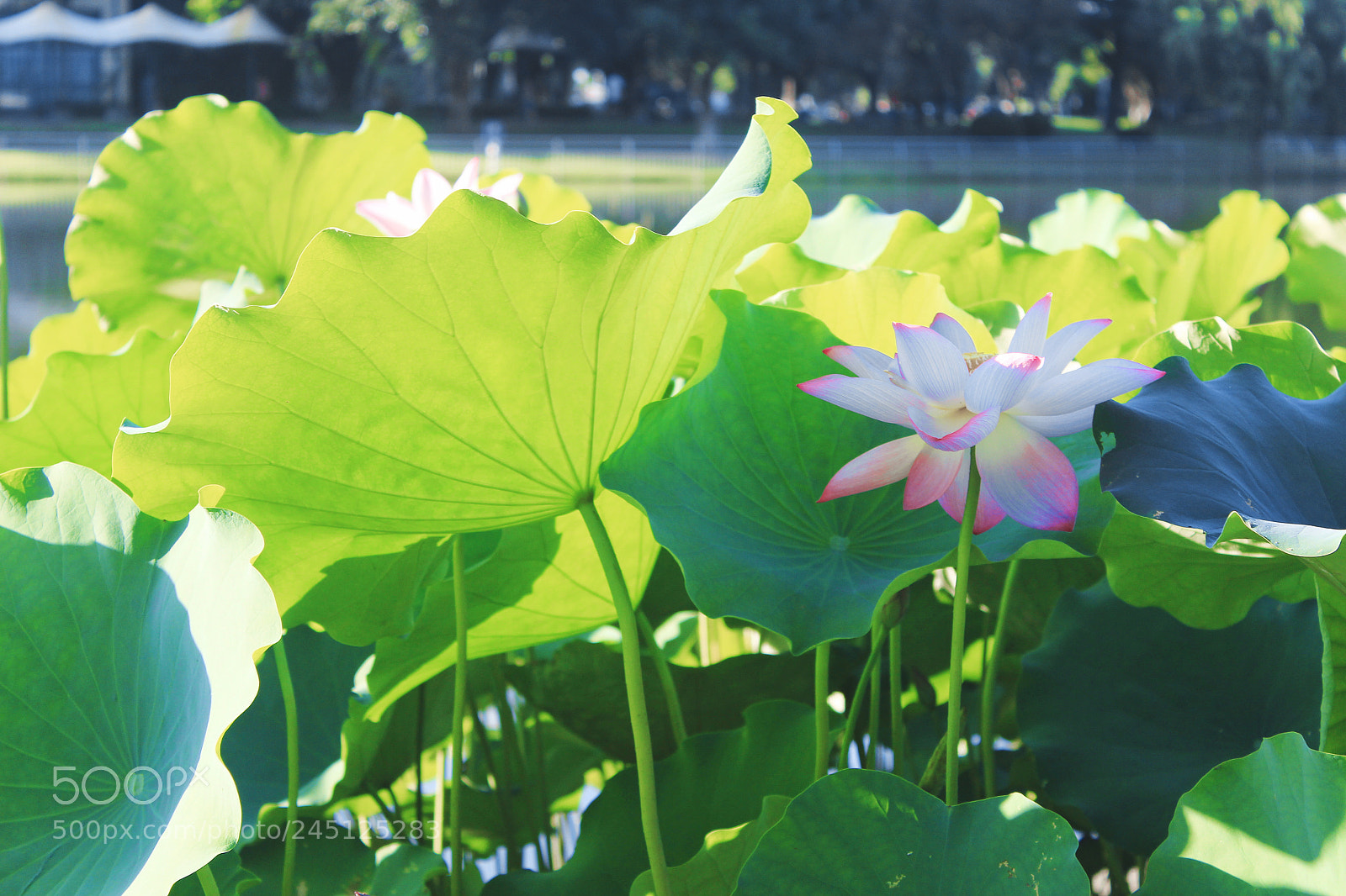 Canon EOS 650D (EOS Rebel T4i / EOS Kiss X6i) sample photo. 夏雨荷 photography