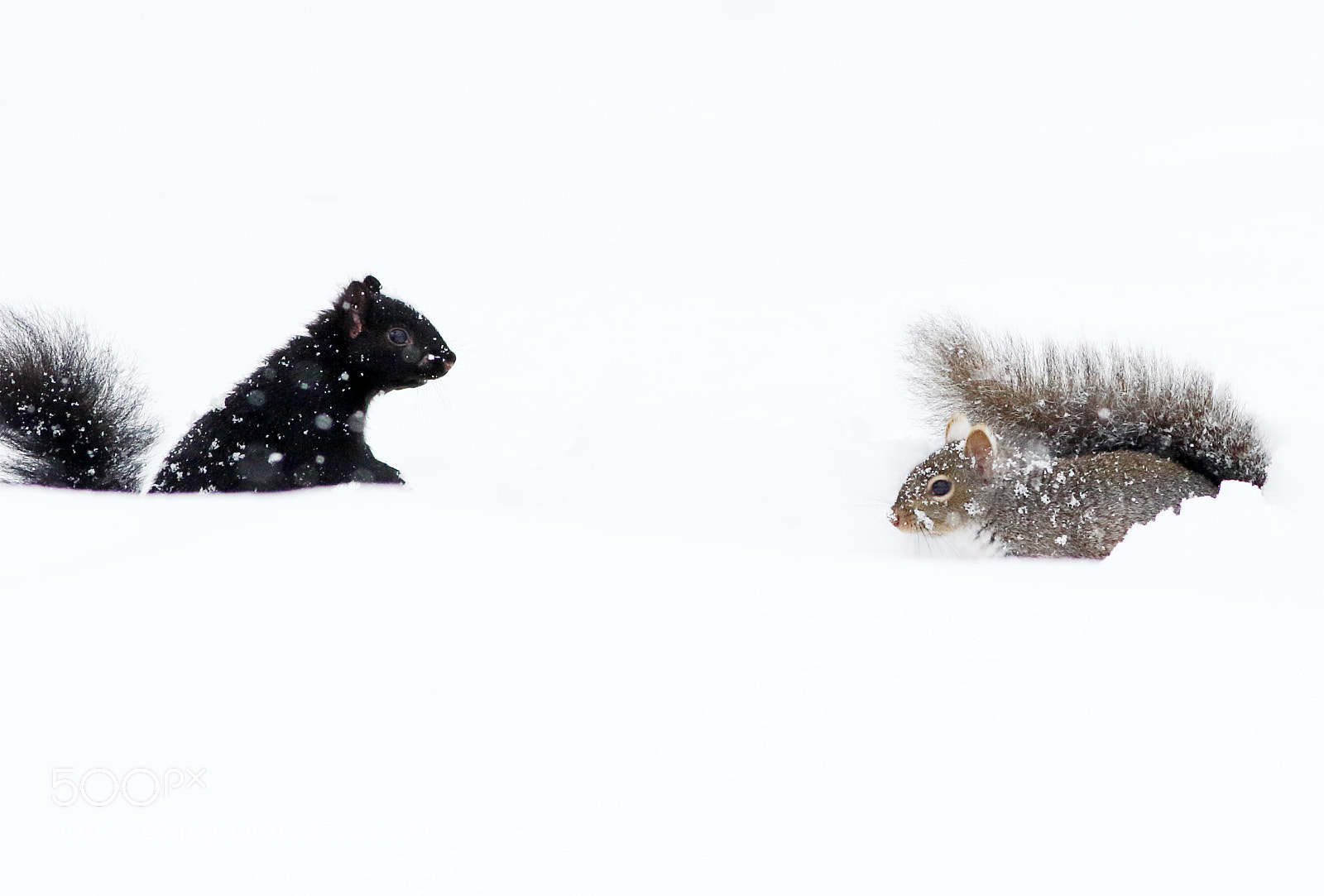 Canon EOS 7D Mark II sample photo. Winter squirrels photography