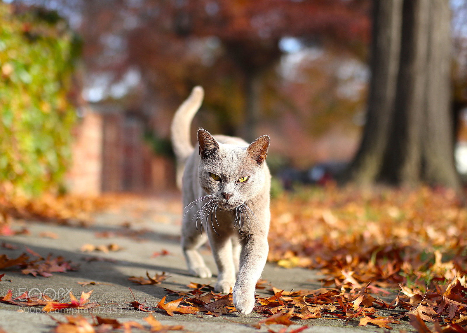Canon EOS M5 sample photo. Street cat in melbourne photography