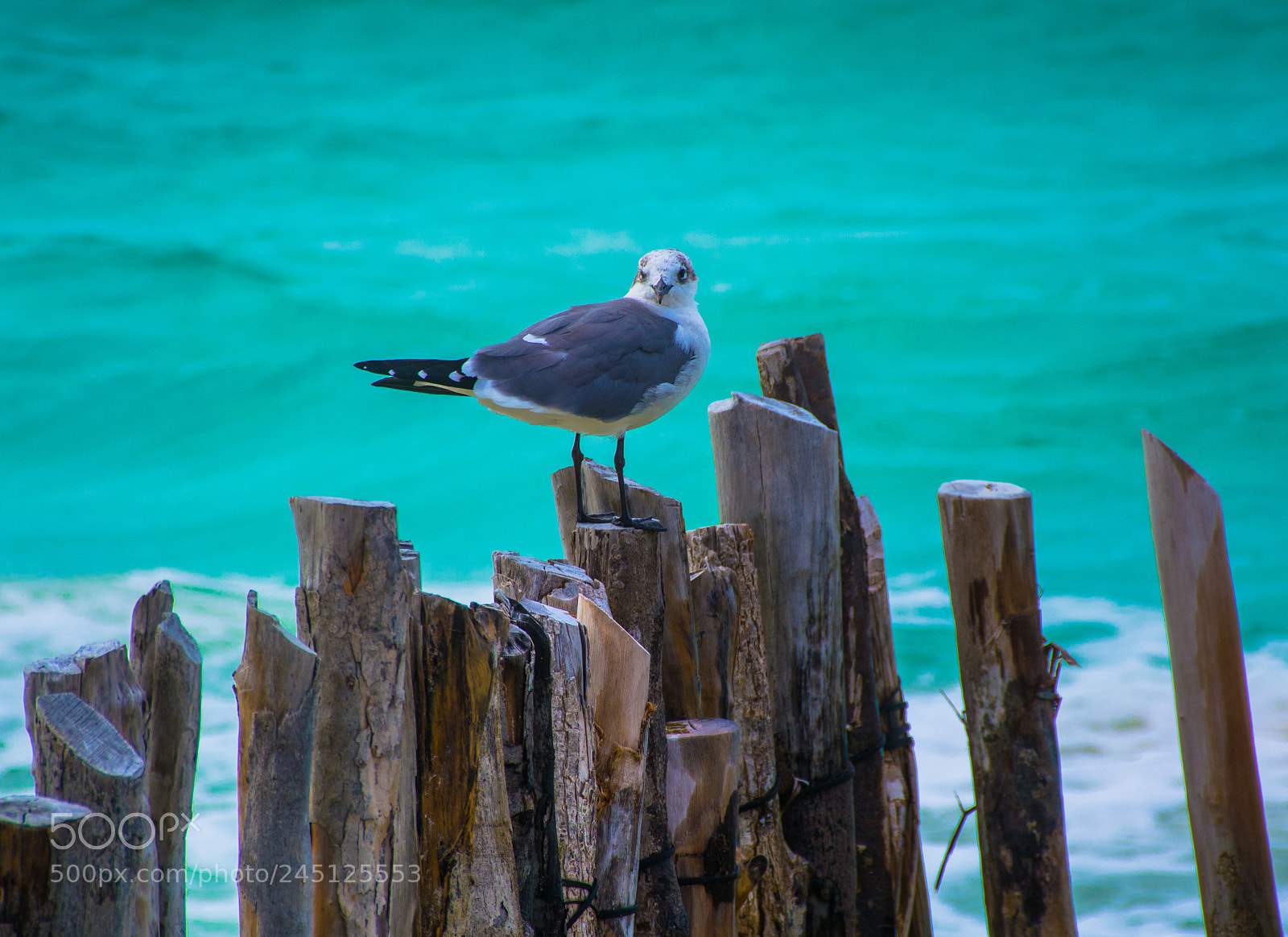 Nikon D5200 sample photo. Nature's calm photography