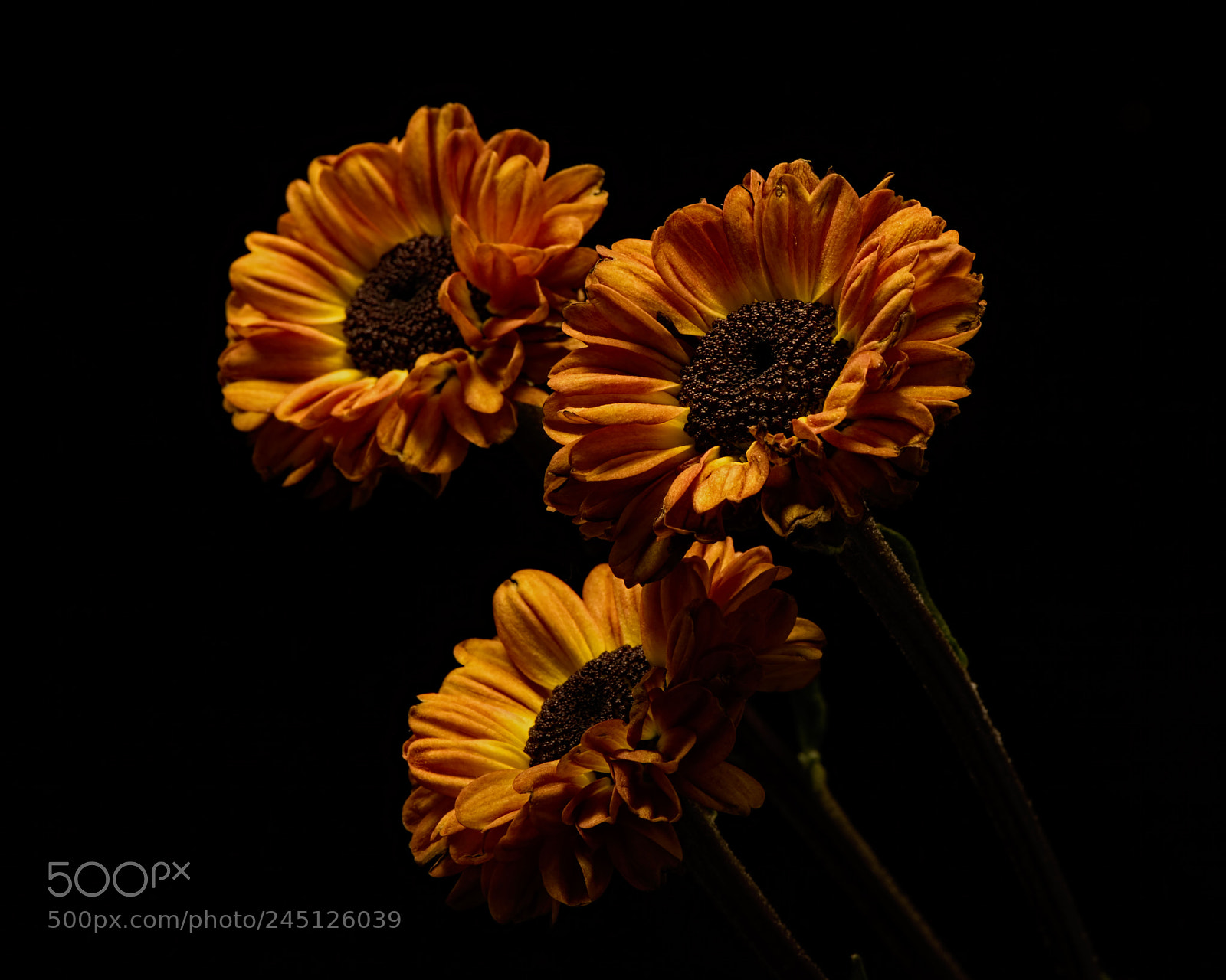 Nikon D810 sample photo. Brown mum trio photography