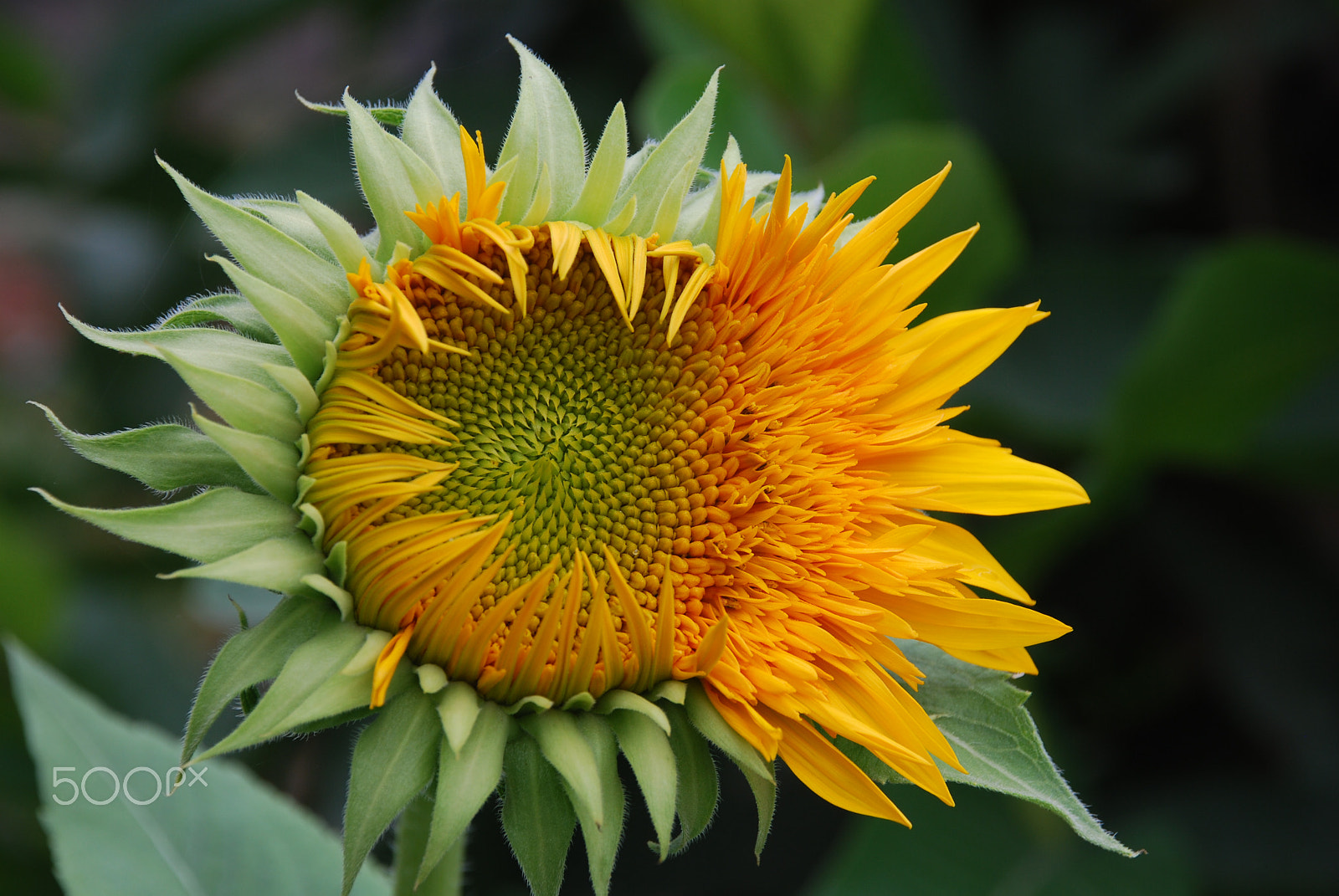 Nikon D60 sample photo. Sunflower photography
