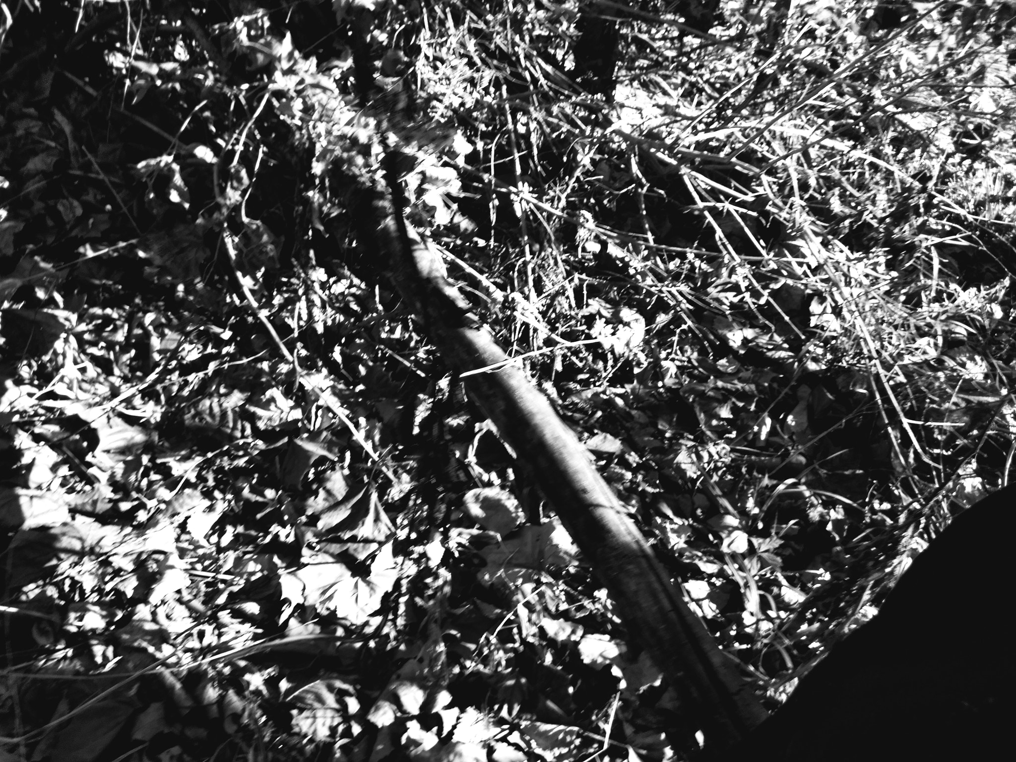ZTE BLADE ZMAX sample photo. So quiet in the forest photography