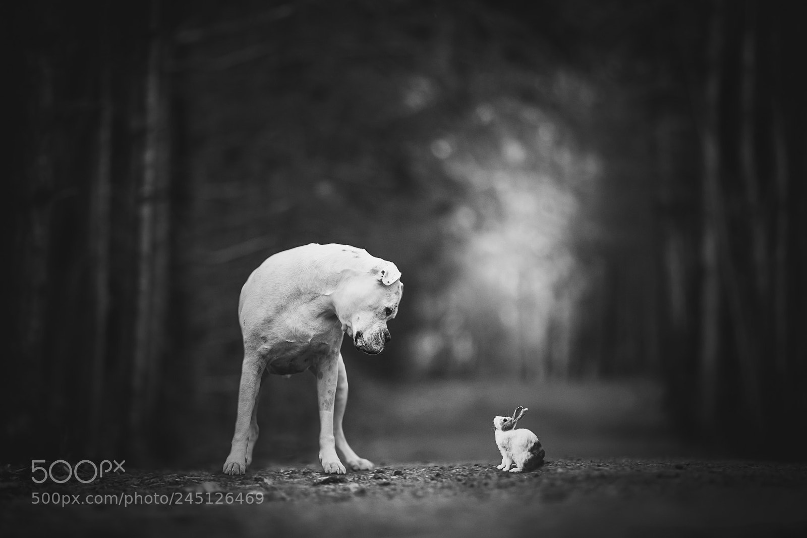Canon EOS-1D X sample photo. Woodland friends photography